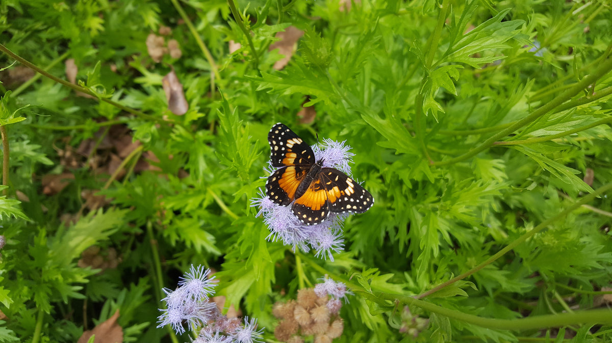 Butterfly Gardening