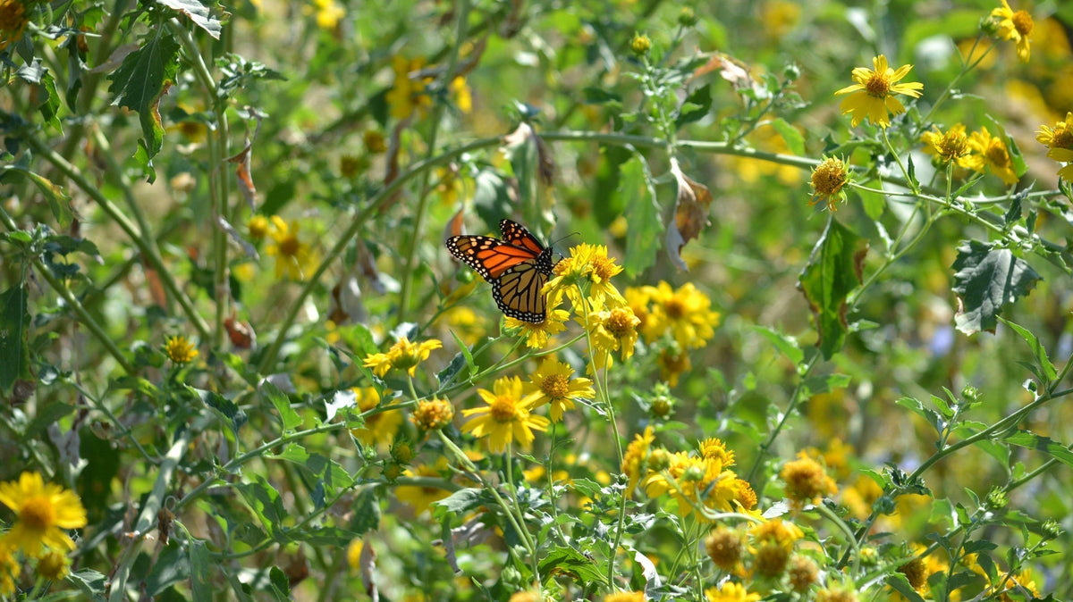 Fall Bloomers for Migrating Monarchs and Late Season Pollinators
