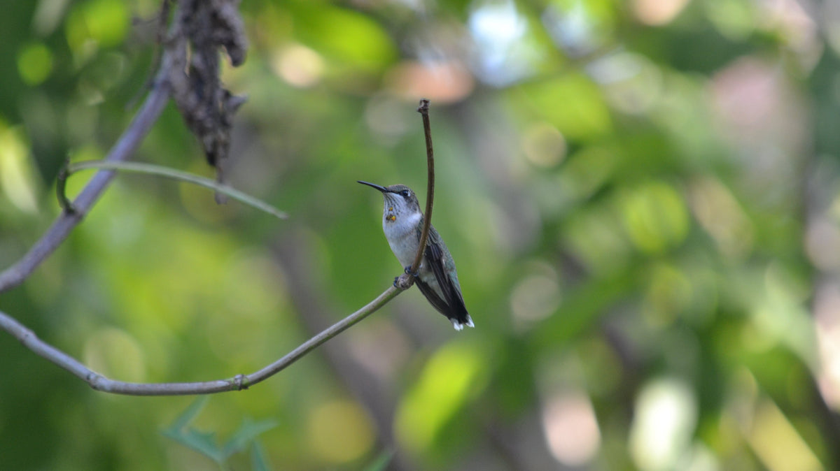 Native Plants: Giving Wildlife a Place to Call Home