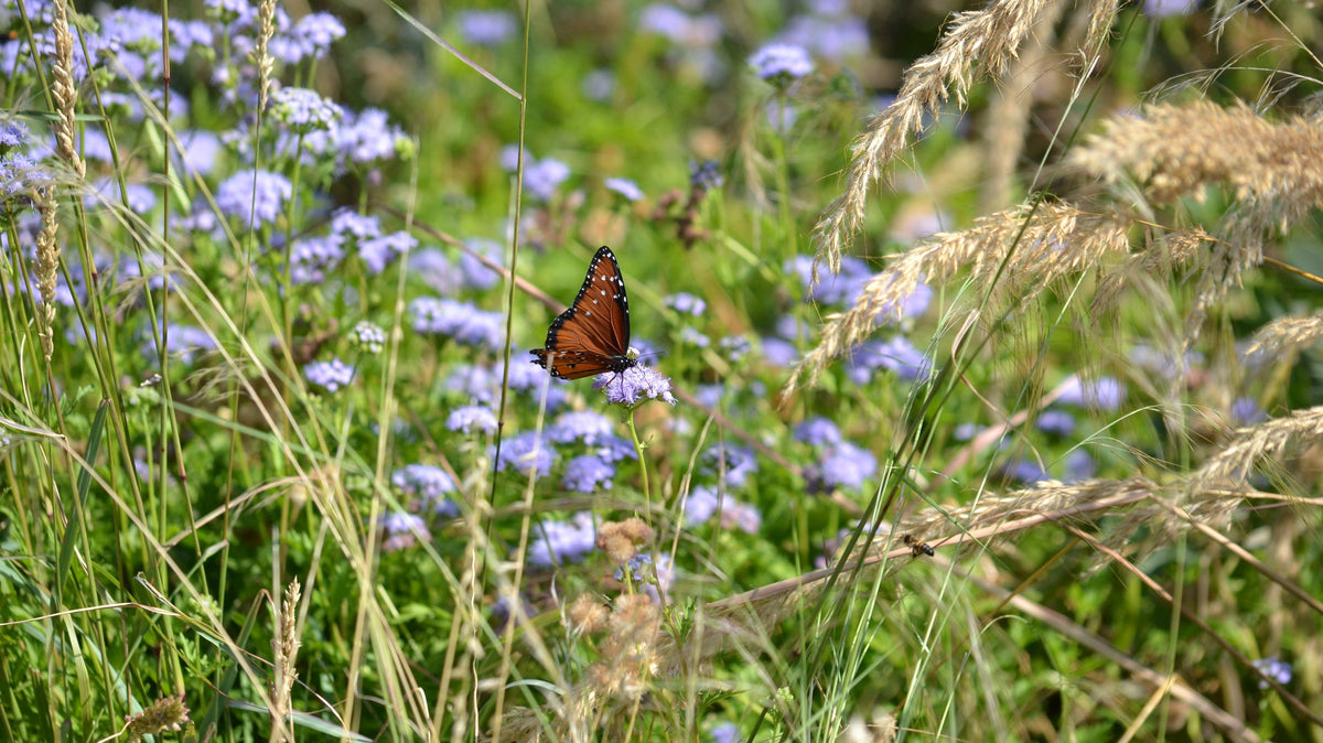 10 Top Plants for a North Texas Pollinator Garden