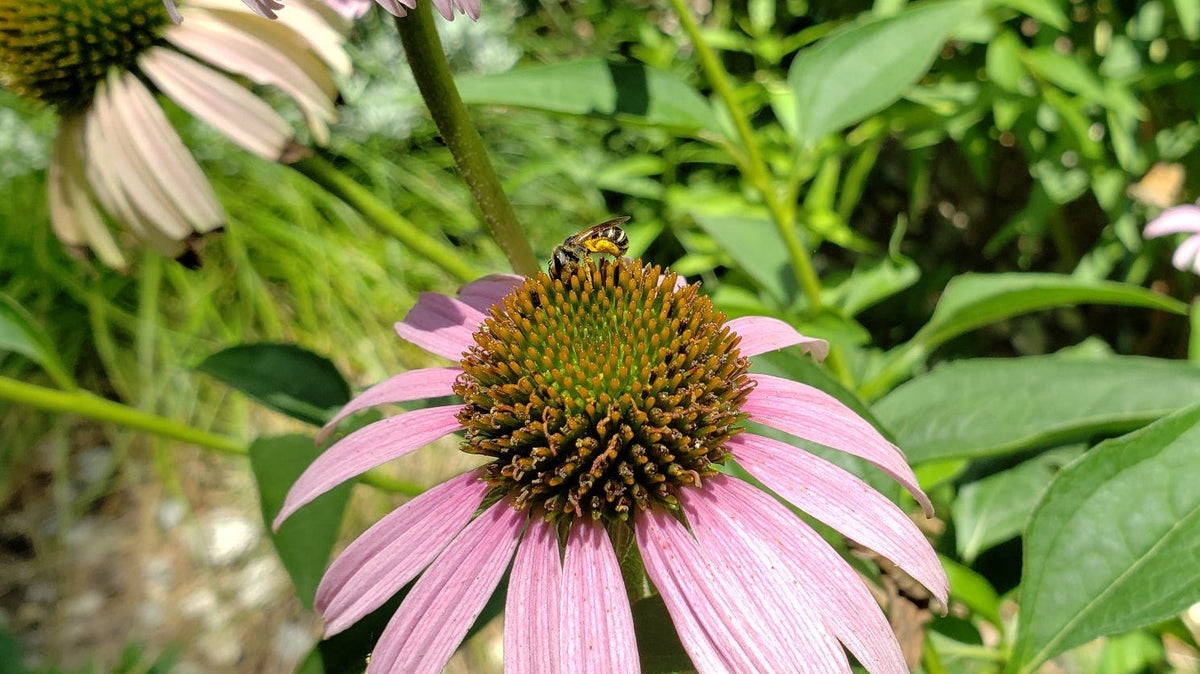 Native Plants for Blackland Prairie Clay Soils