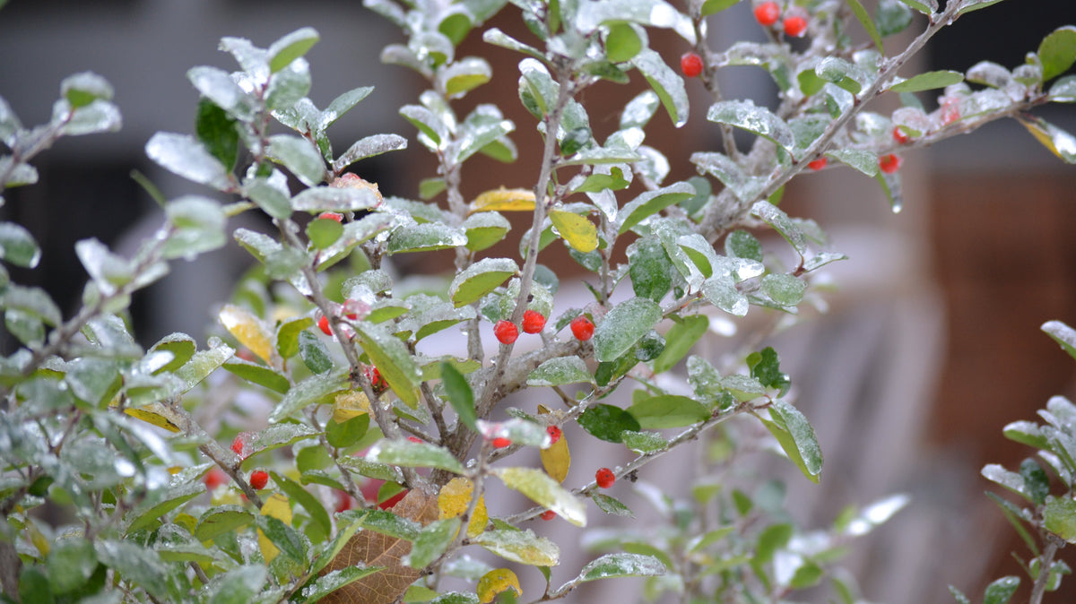 What Not to Cut Back This Winter
