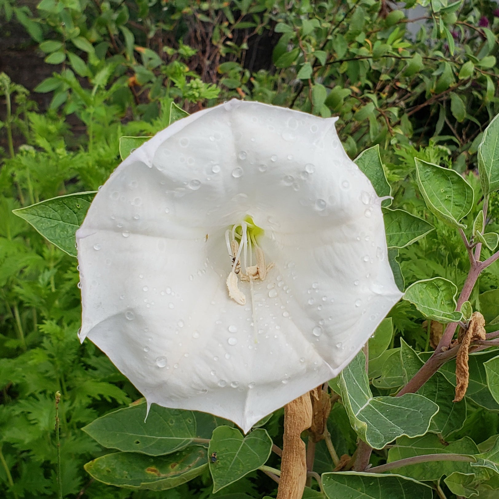Datura wrightii (Datura)