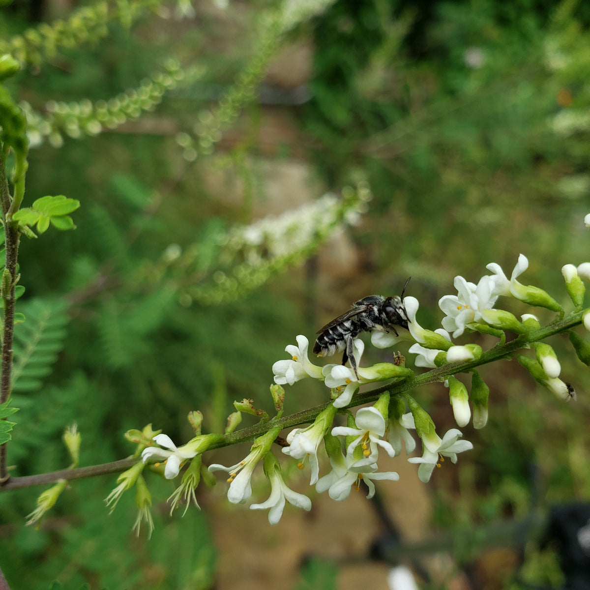 Texas kidneywood (Eysenhardtia texana)