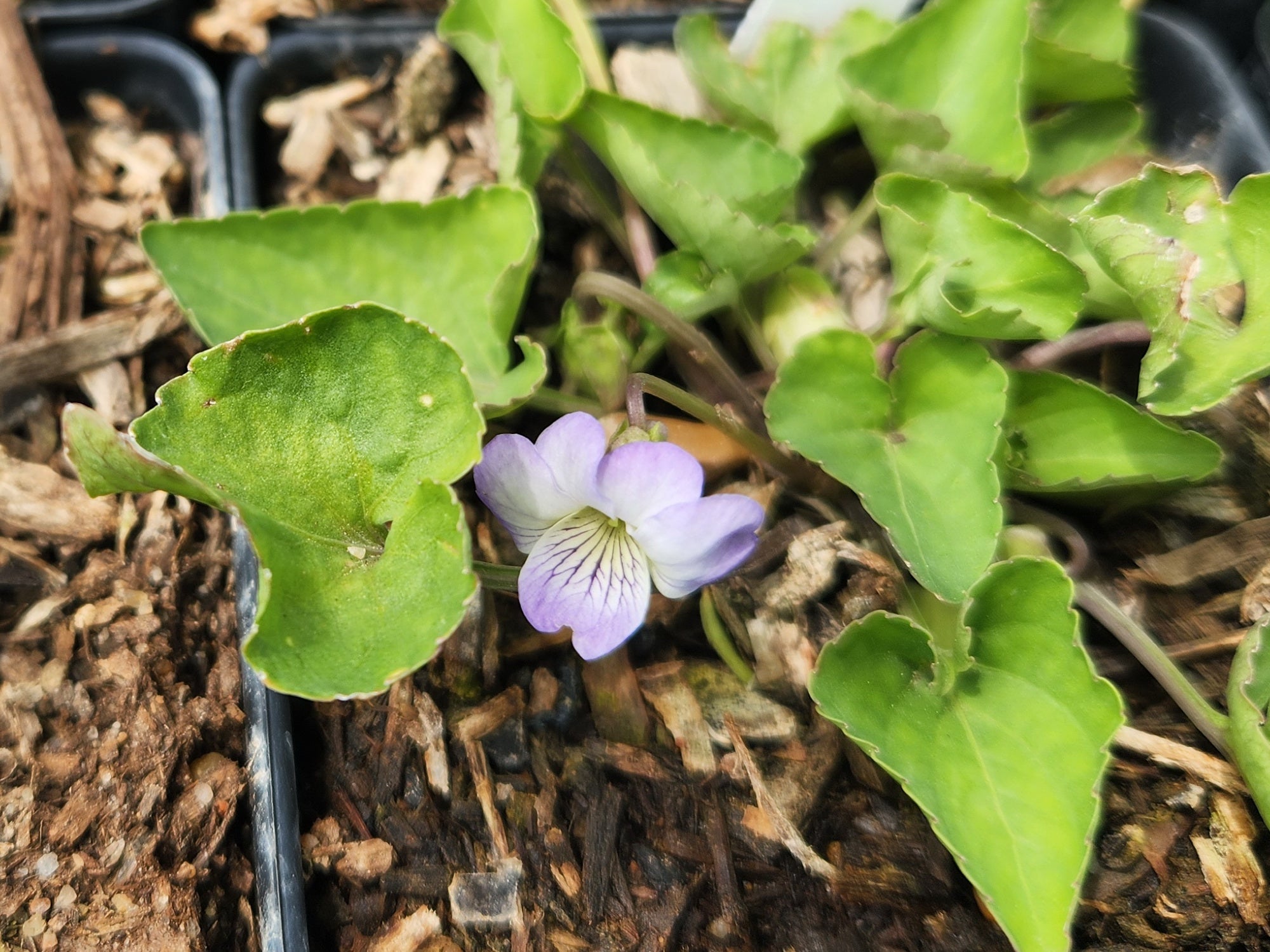 Viola missouriensis (Missouri Violet)