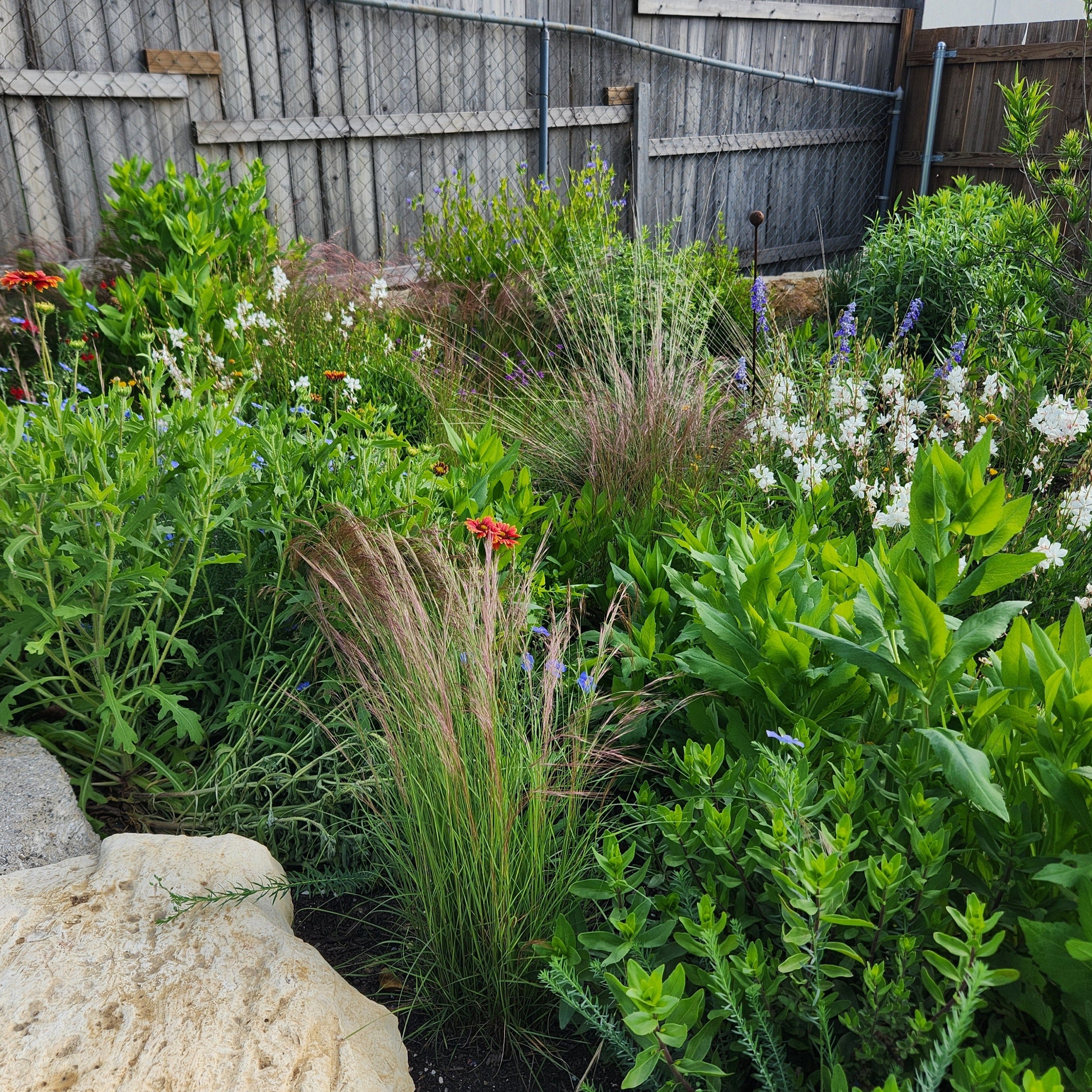 Aristida purpurea (Purple Threeawn)