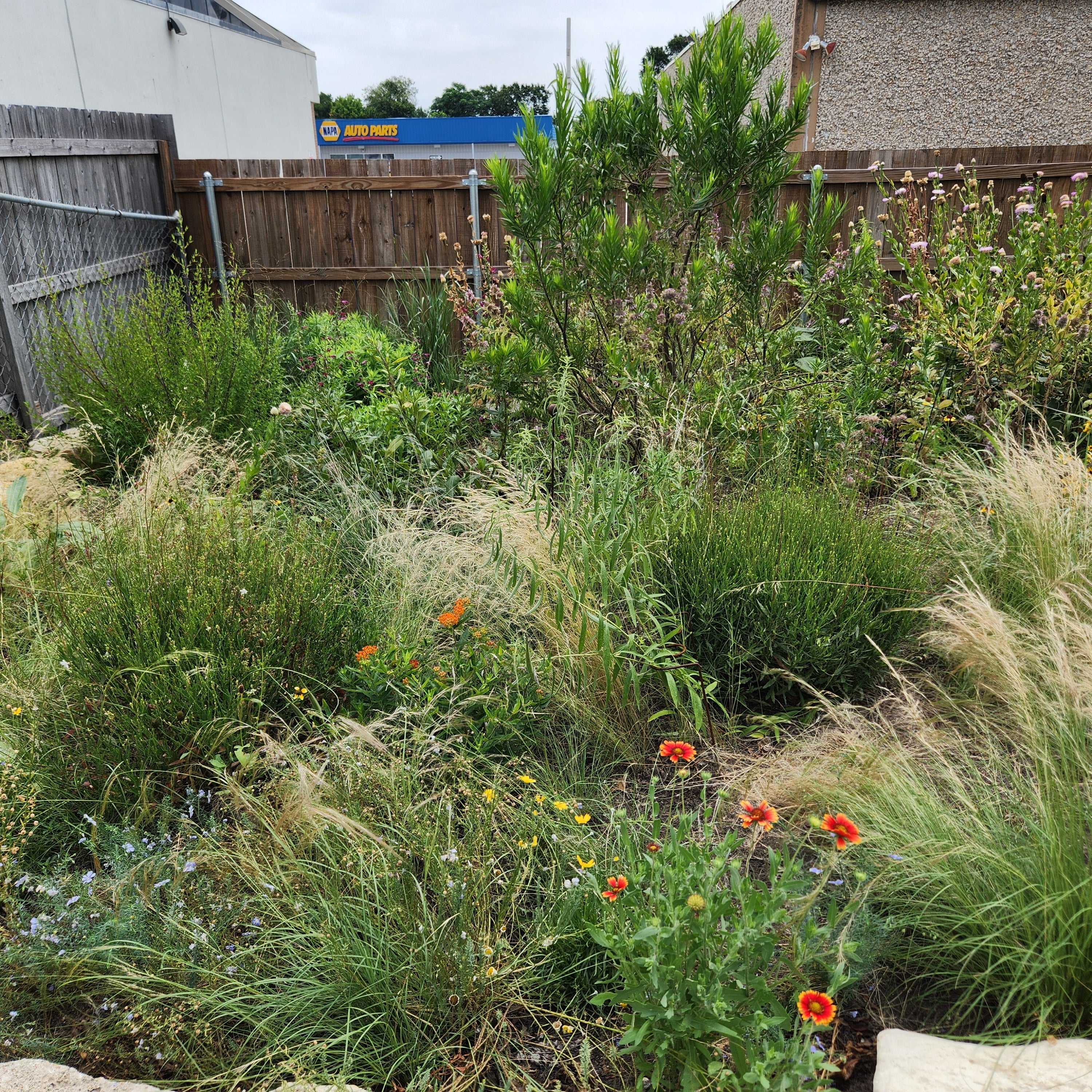 Aristida purpurea (Purple Threeawn)