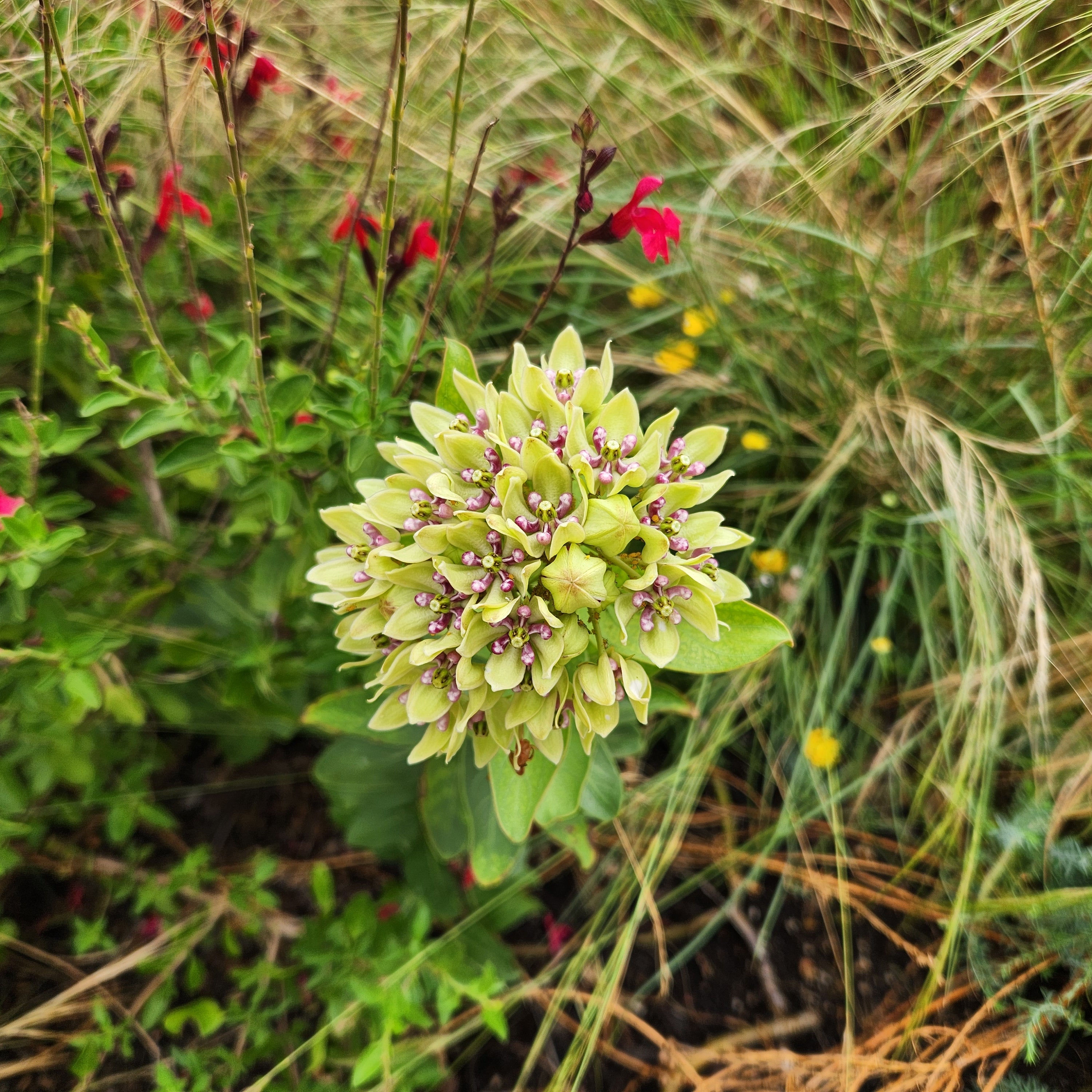 Asclepias viridis (Green Milkweed)