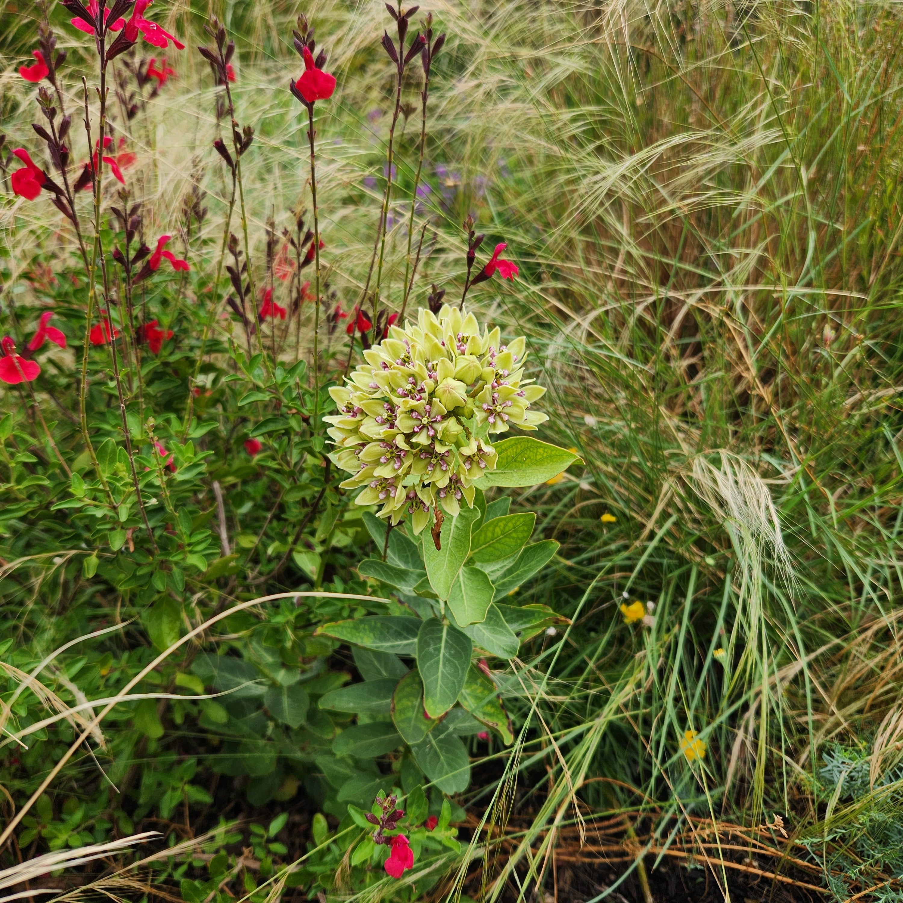 Asclepias viridis (Green Milkweed)
