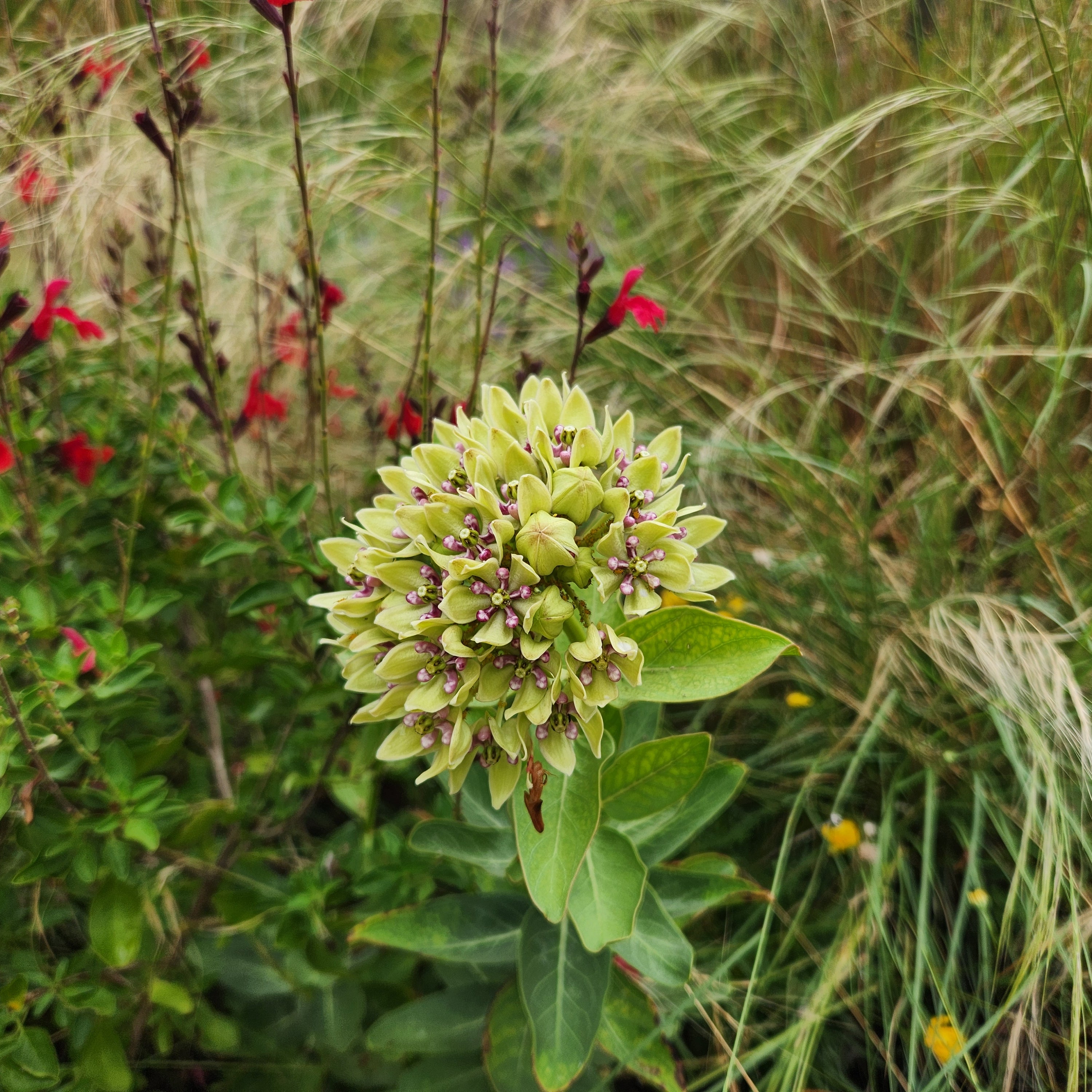 Asclepias viridis (Green Milkweed)