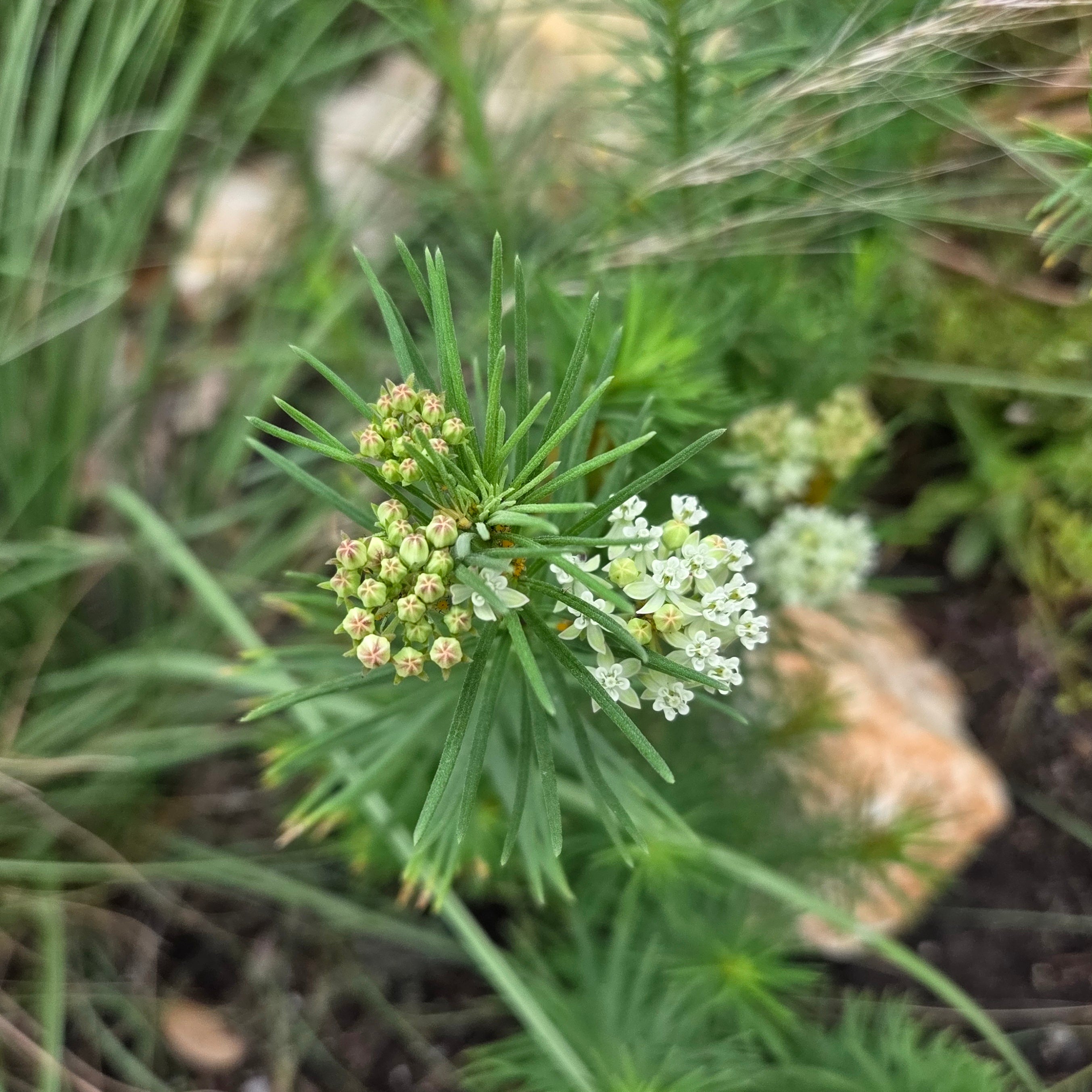 Asclepias verticillata (Whorled Milkweed)
