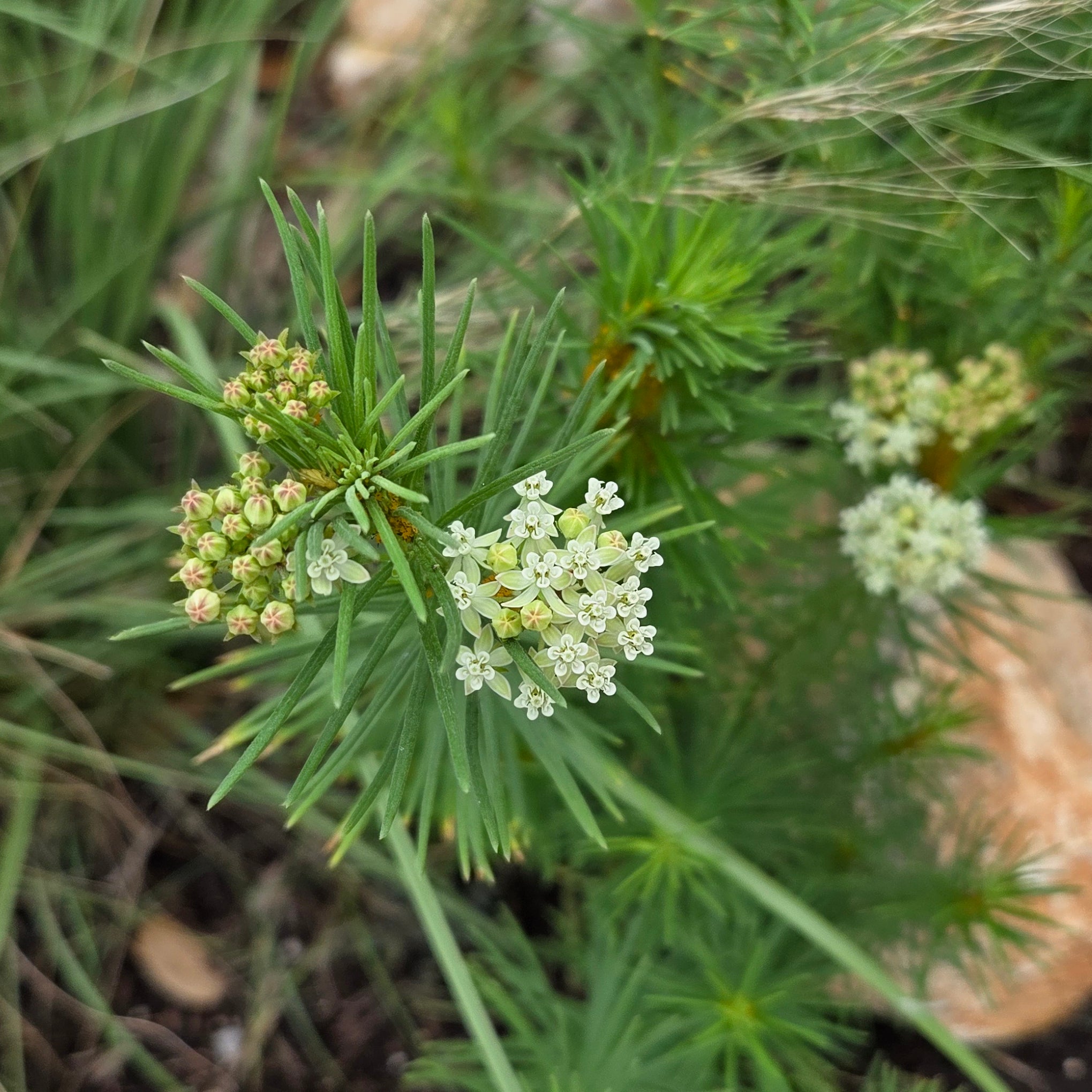 Asclepias verticillata (Whorled Milkweed)