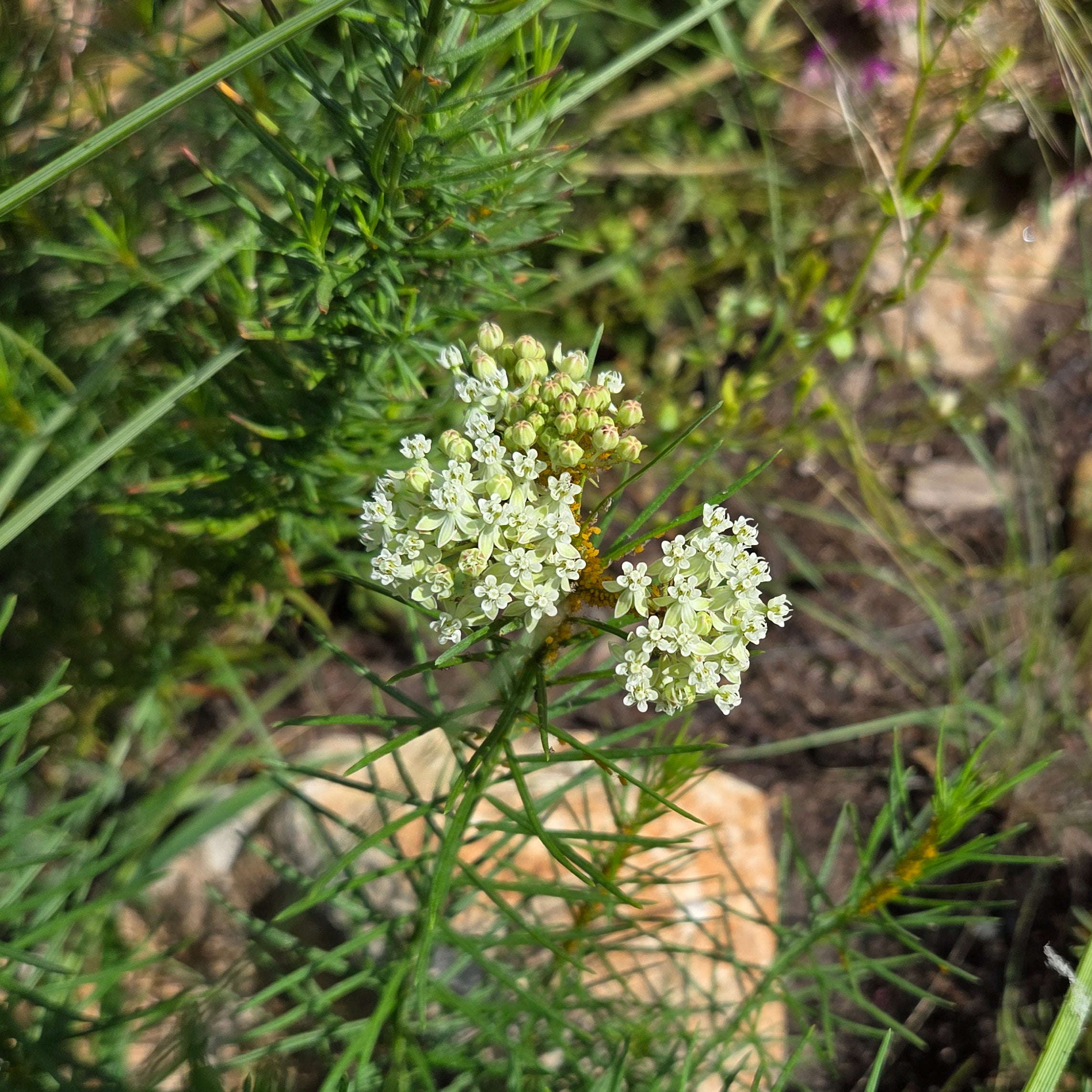 Asclepias verticillata (Whorled Milkweed)