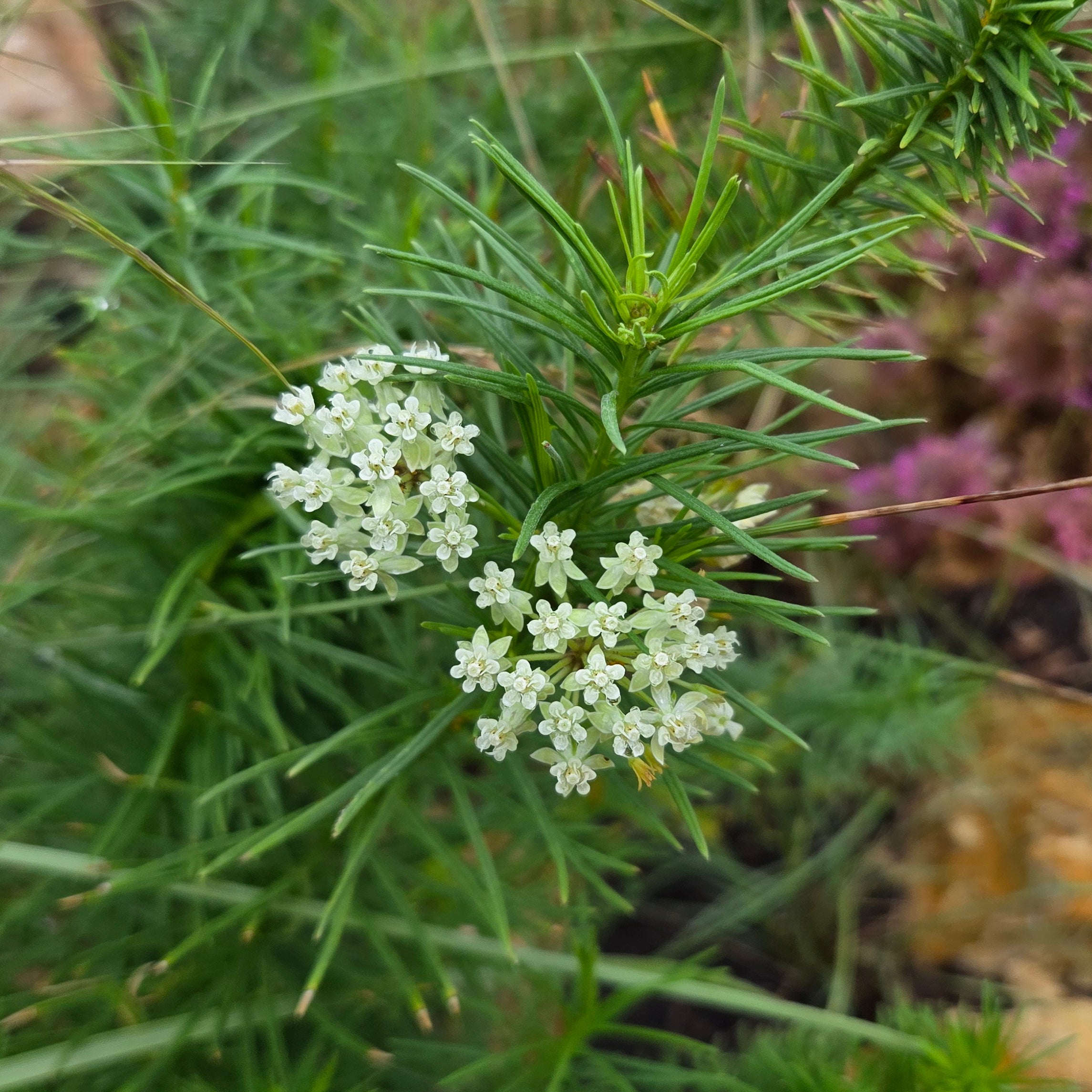 Asclepias verticillata (Whorled Milkweed)
