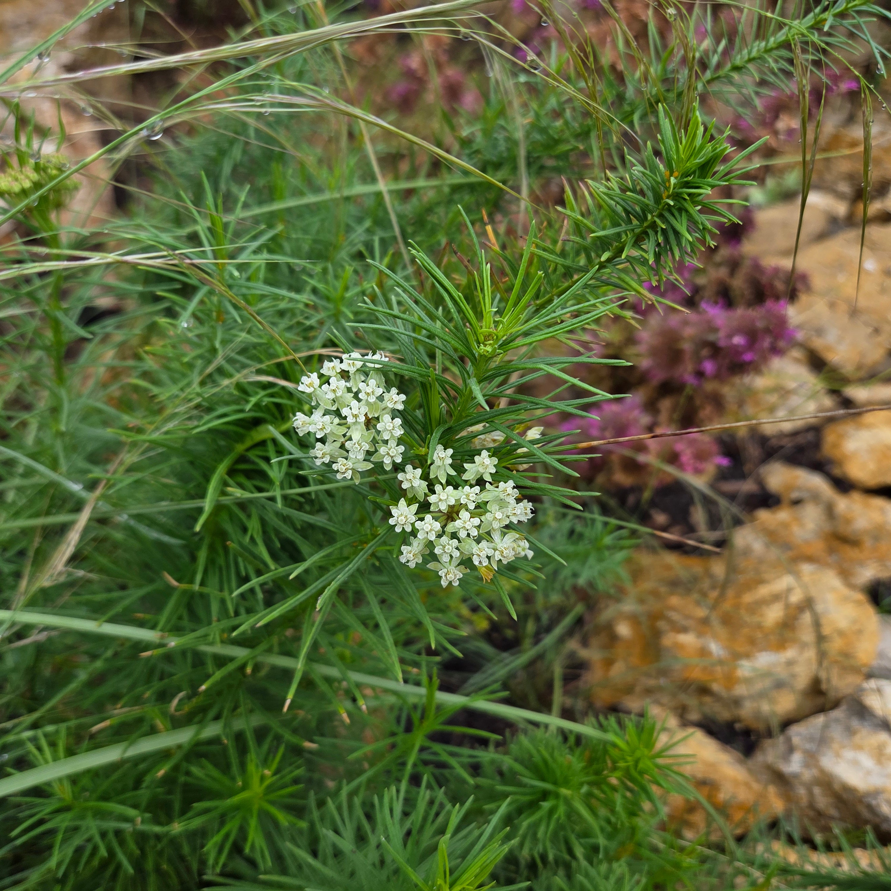 Asclepias verticillata (Whorled Milkweed)