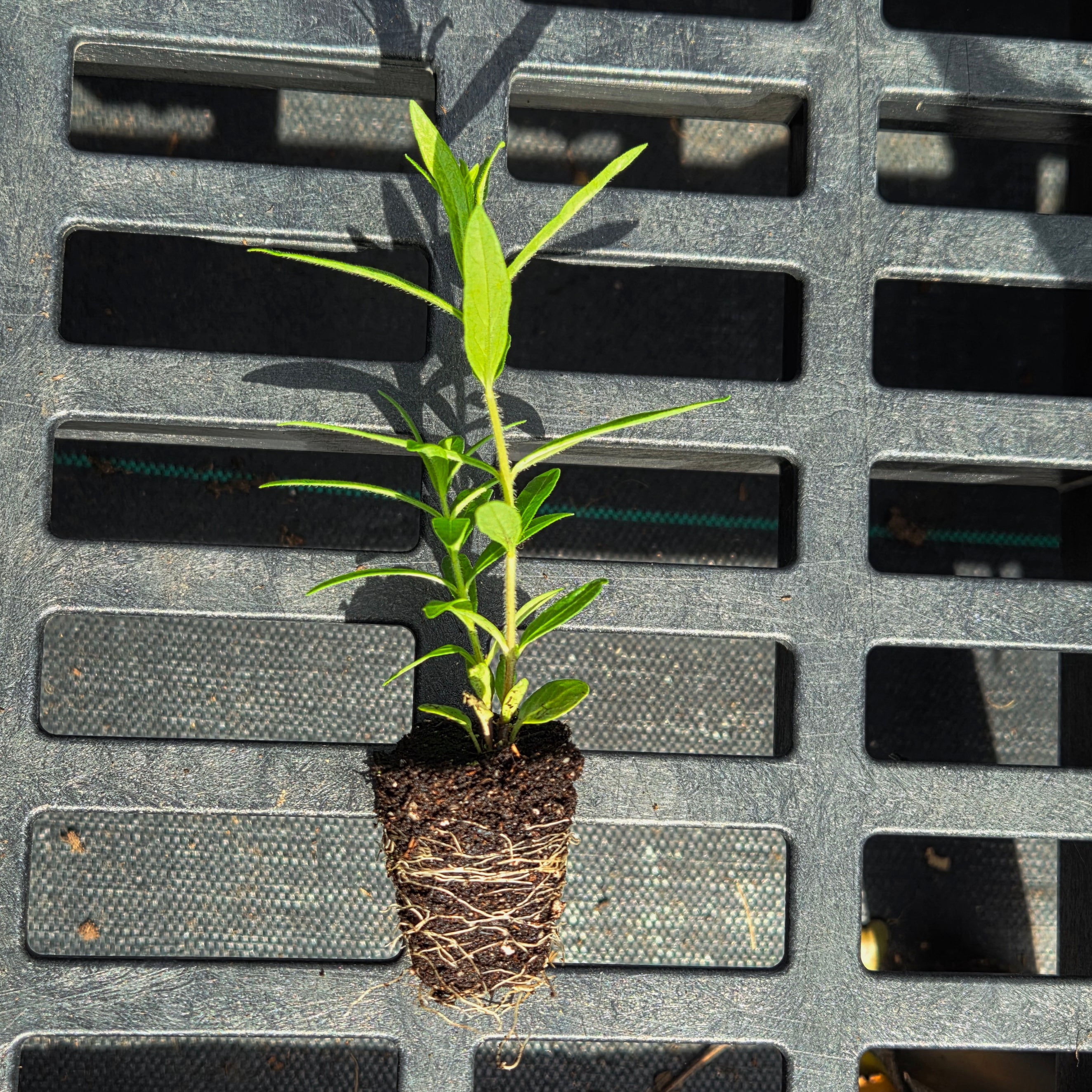 Asclepias tuberosa (Butterfly Weed)