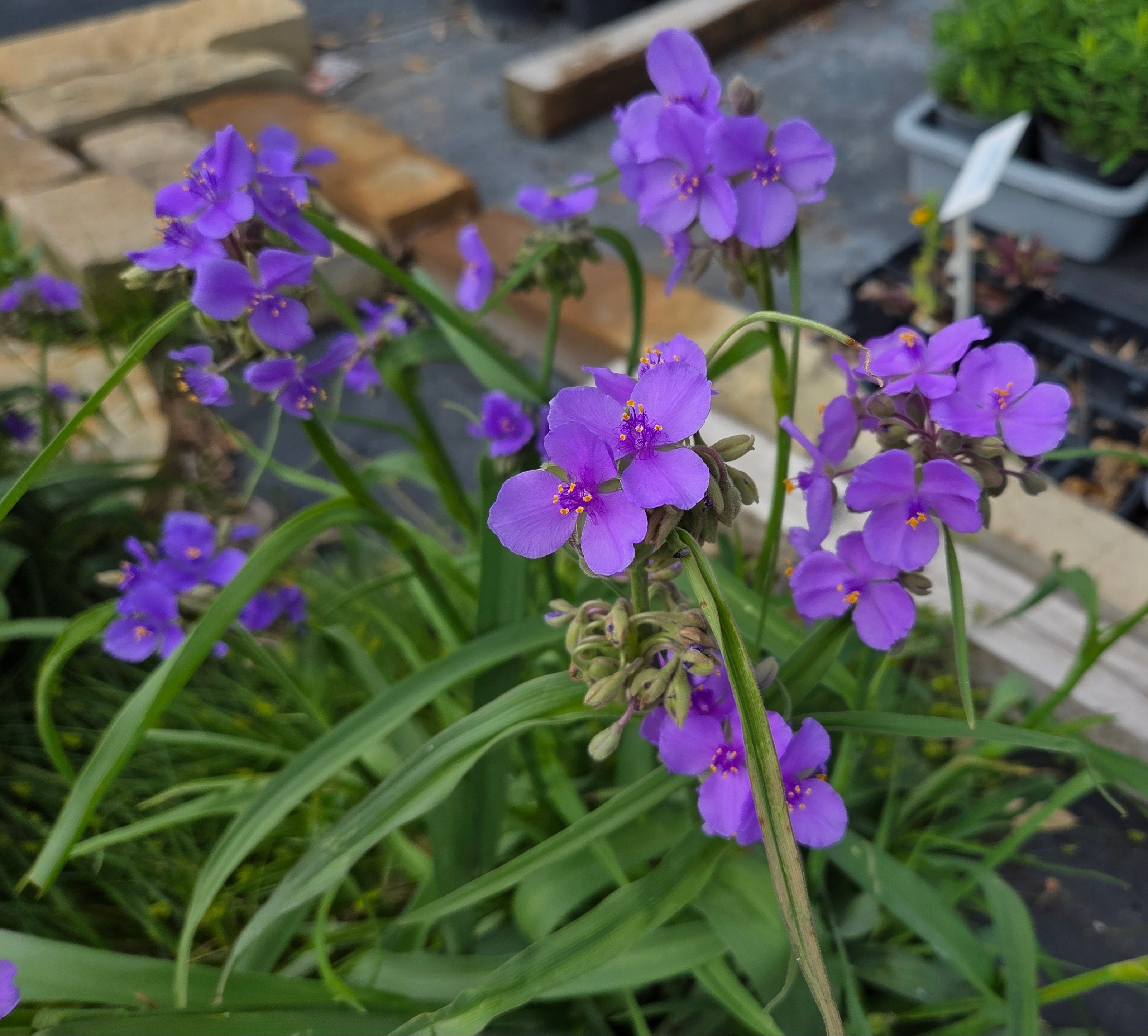Tradescantia gigantea (Giant Spiderwort)