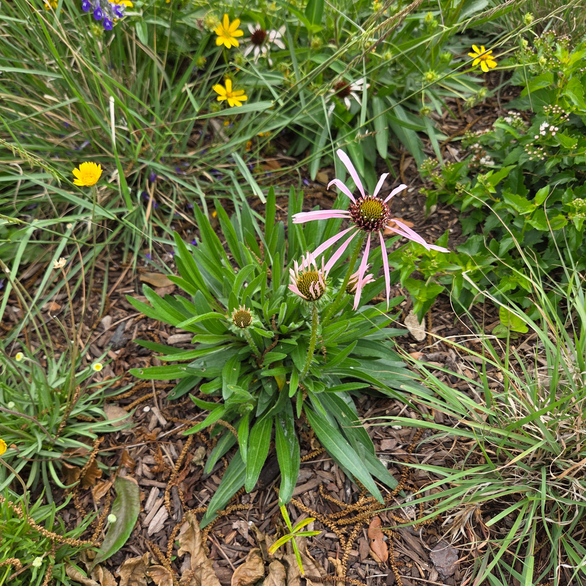 Echinacea pallida (Pale Coneflower)