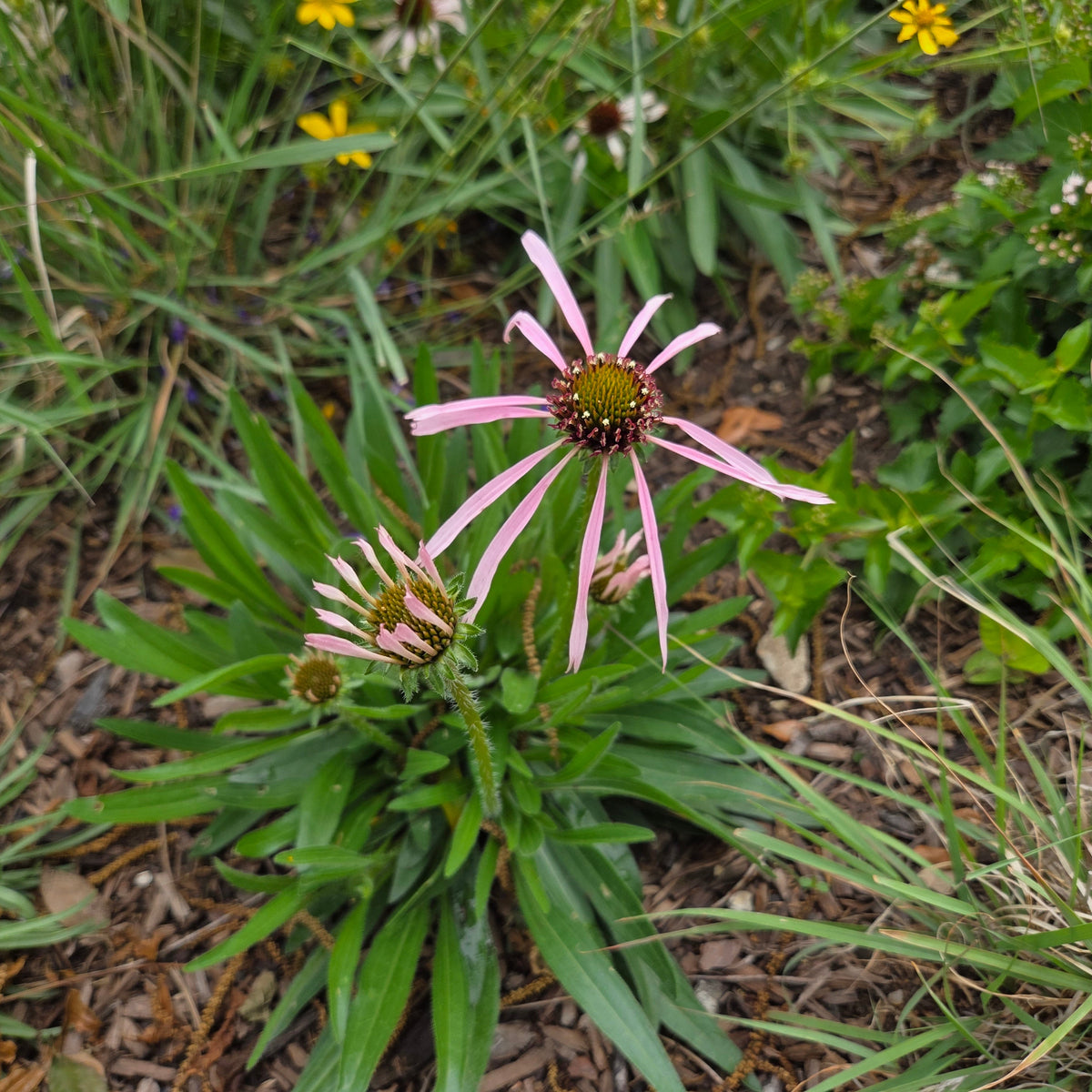 Echinacea pallida (Pale Coneflower)