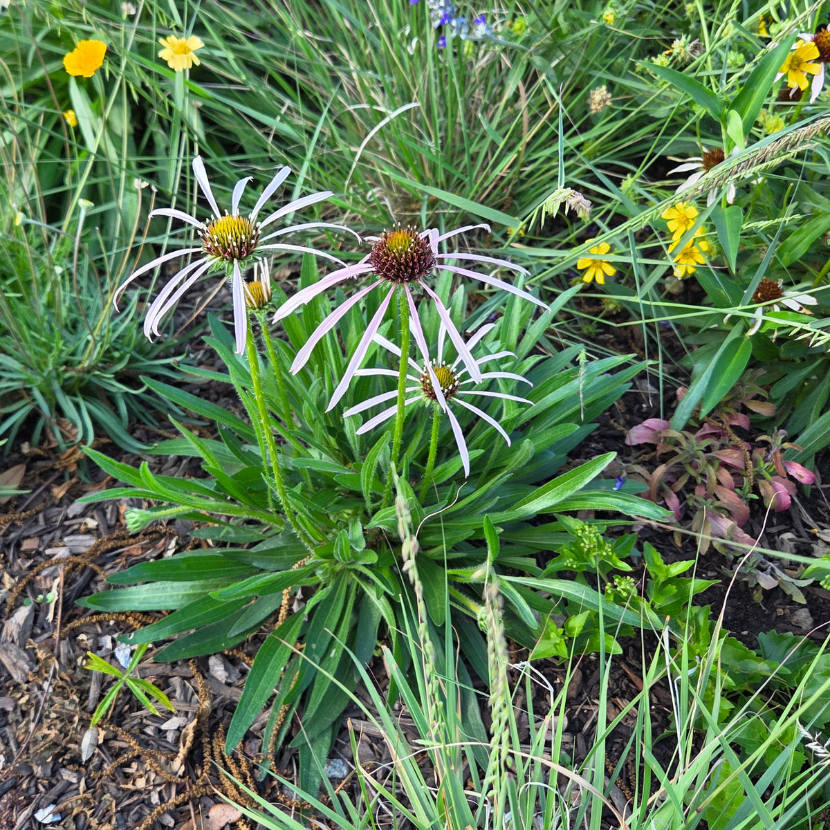 Echinacea pallida (Pale Coneflower)