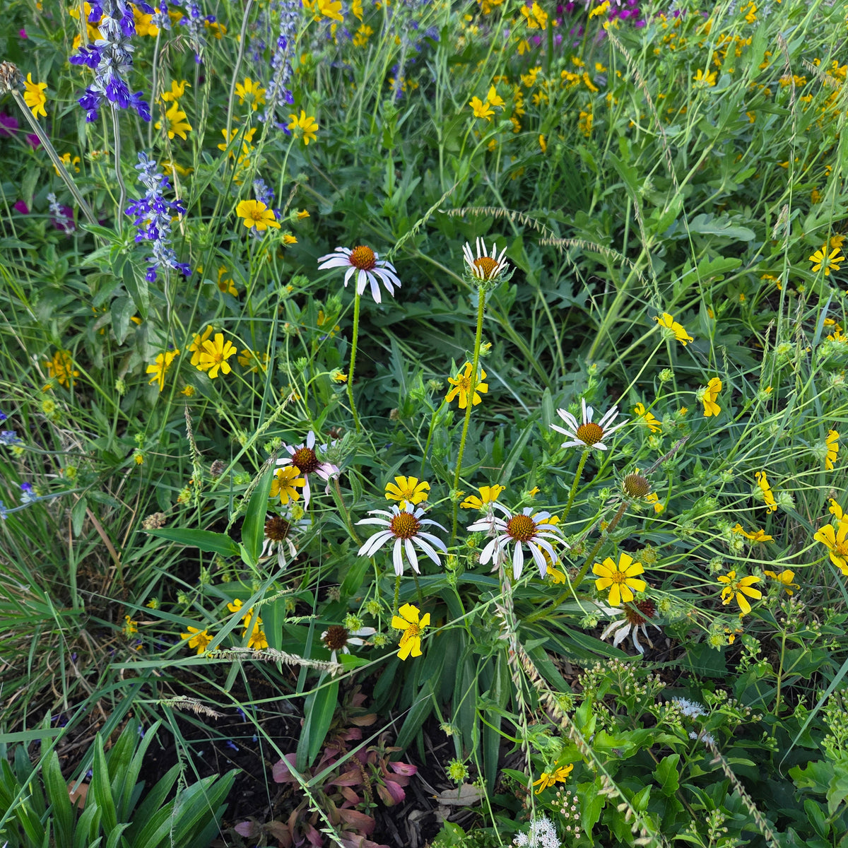 Echinacea angustifolia (Narrow-leaf Coneflower)