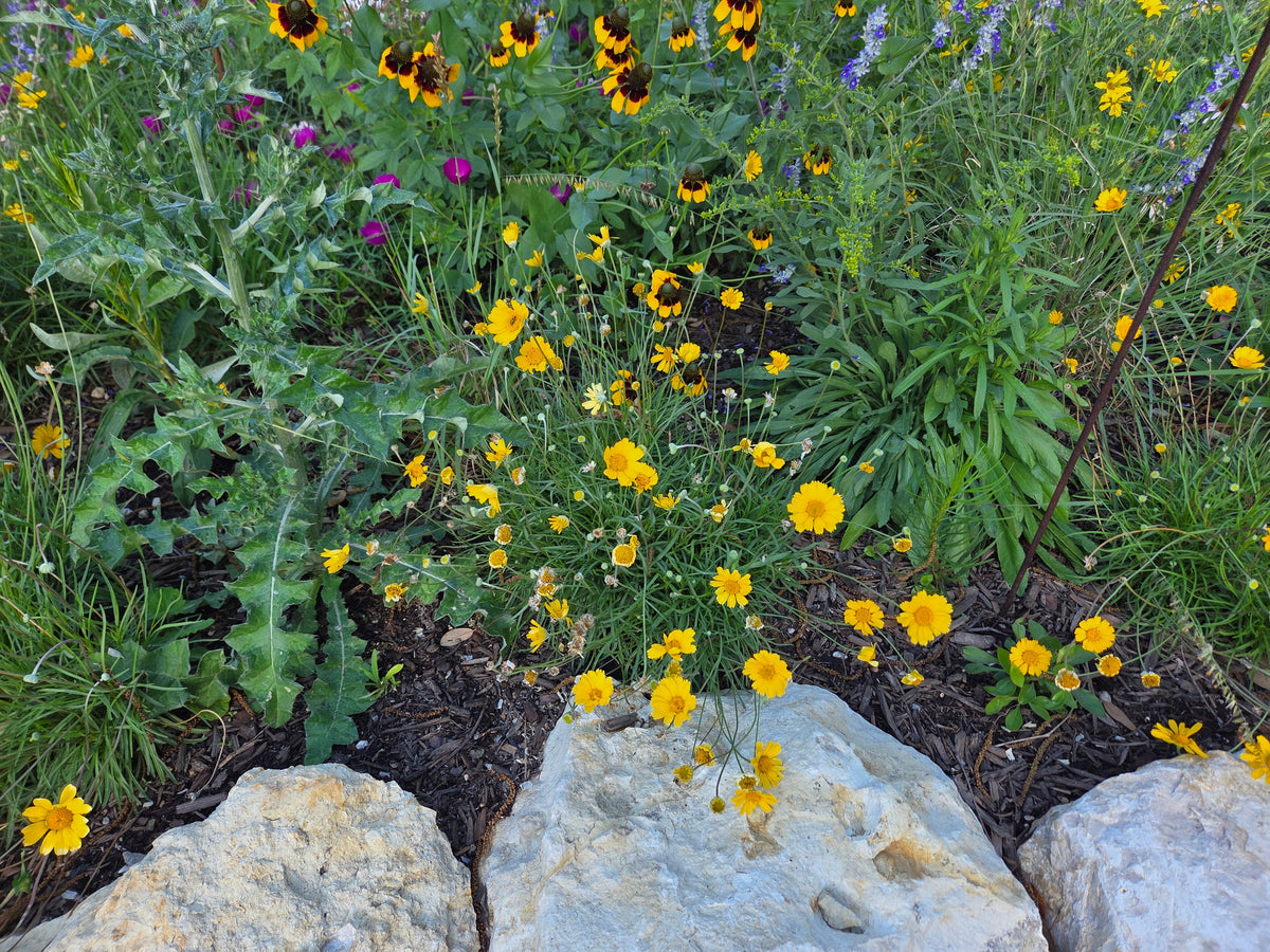 Four-nerve Daisy (Tetraneuris scaposa)