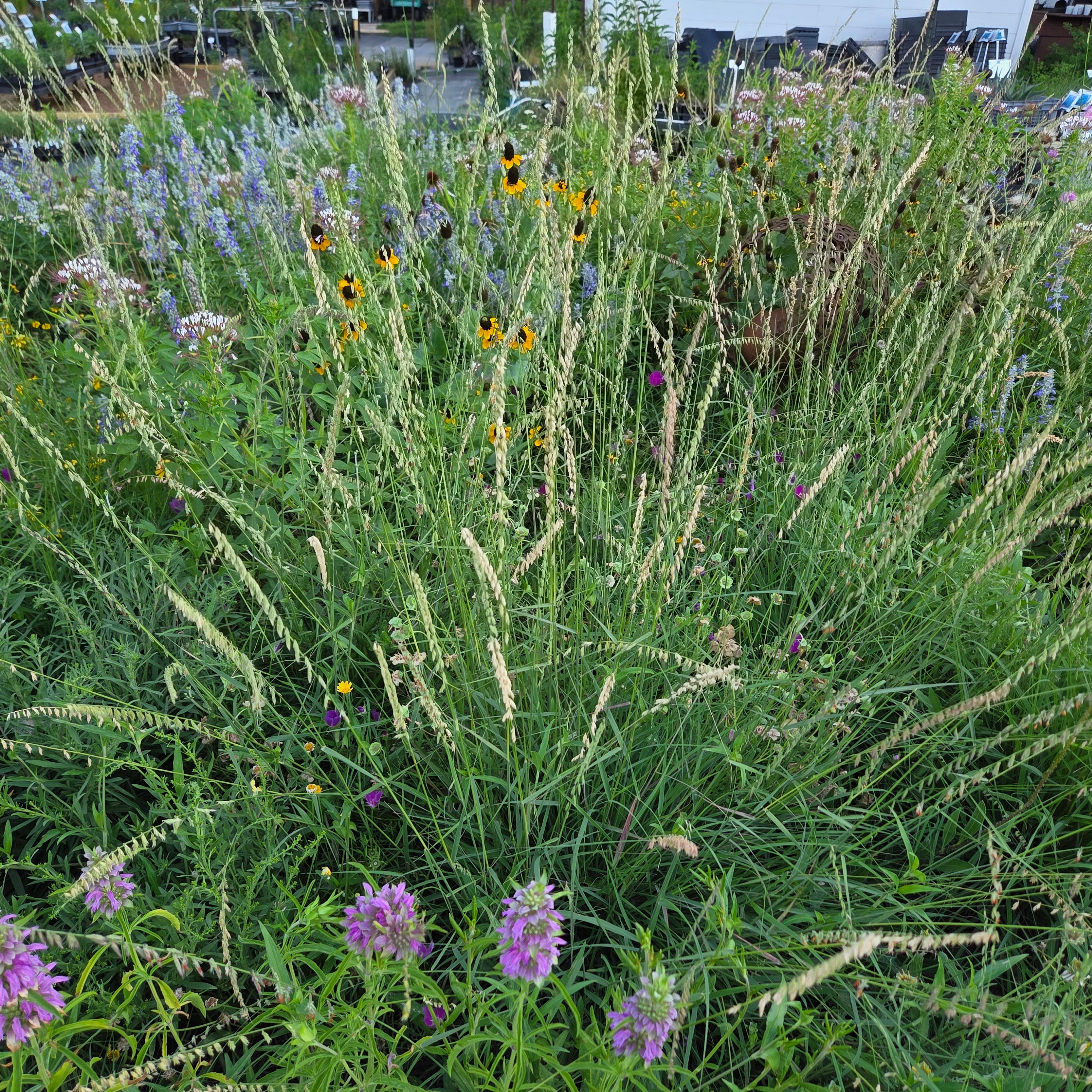 Sideoats grama (Bouteloua curtipendula)
