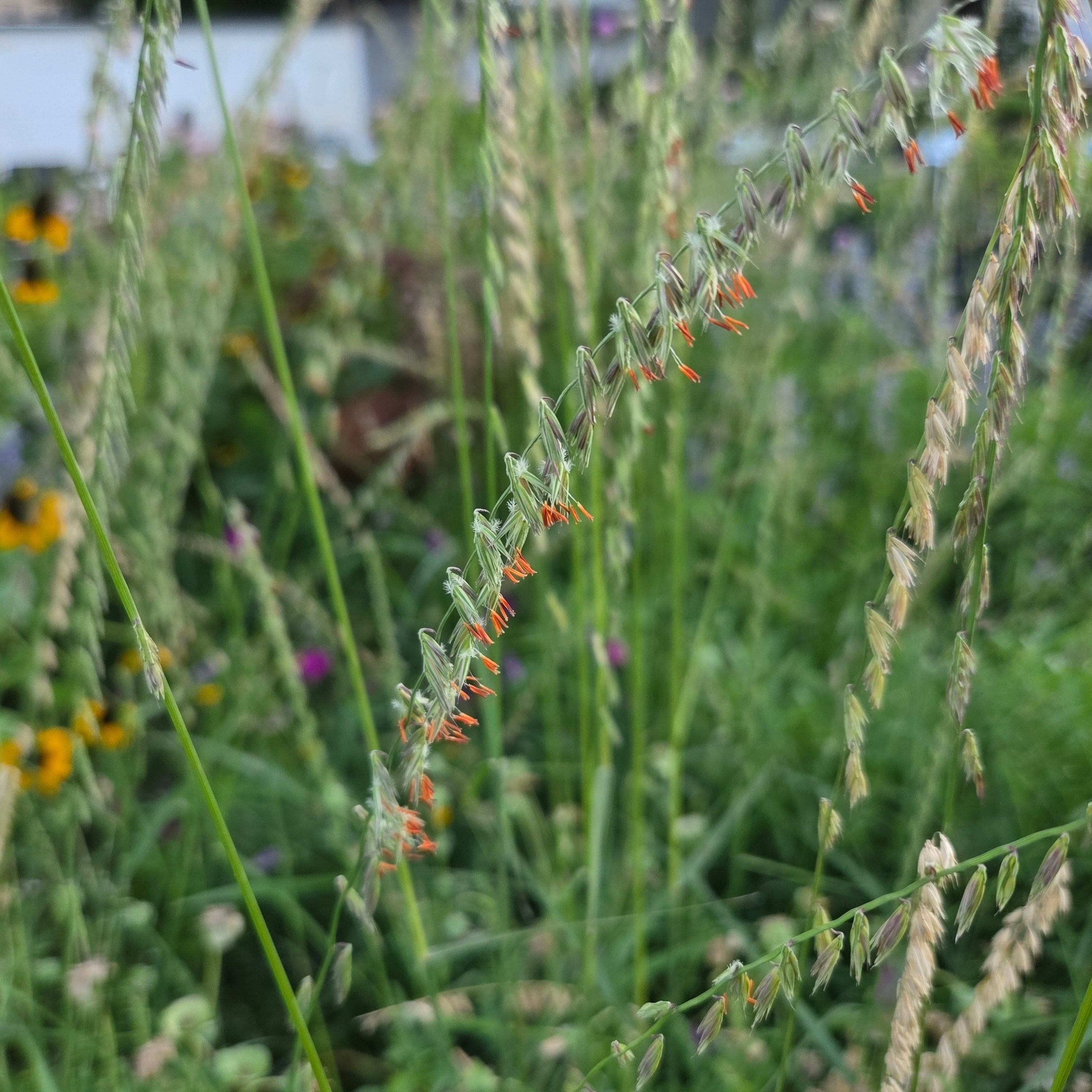 Sideoats grama (Bouteloua curtipendula)