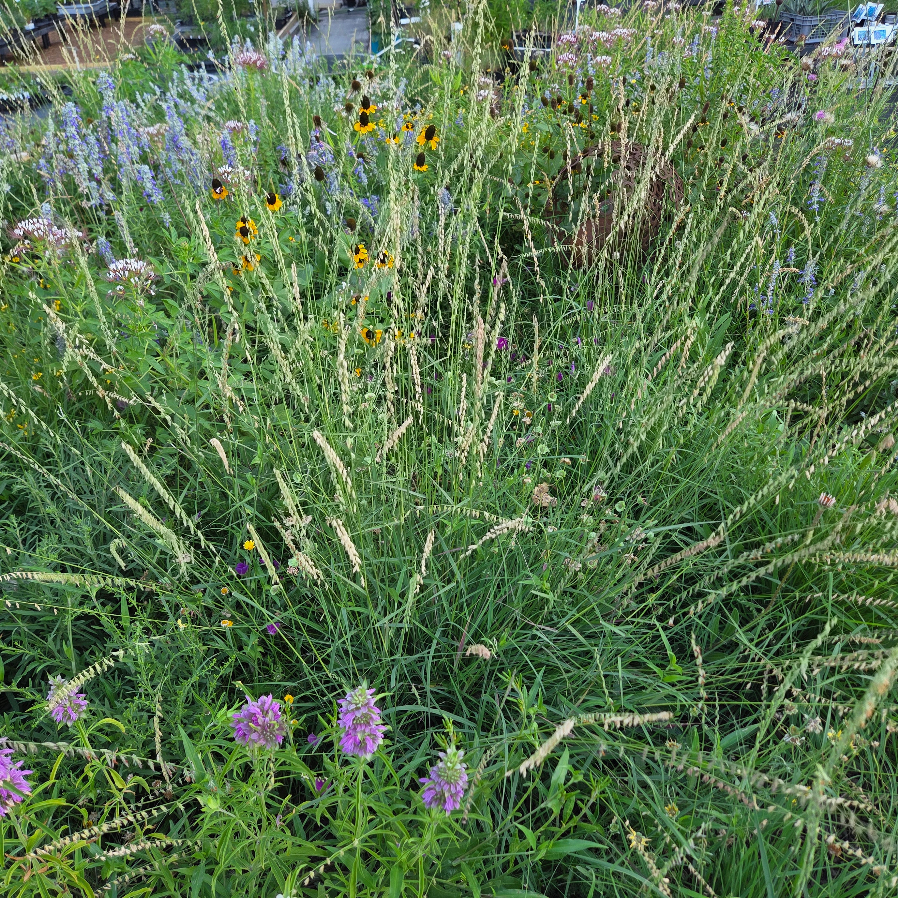Sideoats grama (Bouteloua curtipendula)
