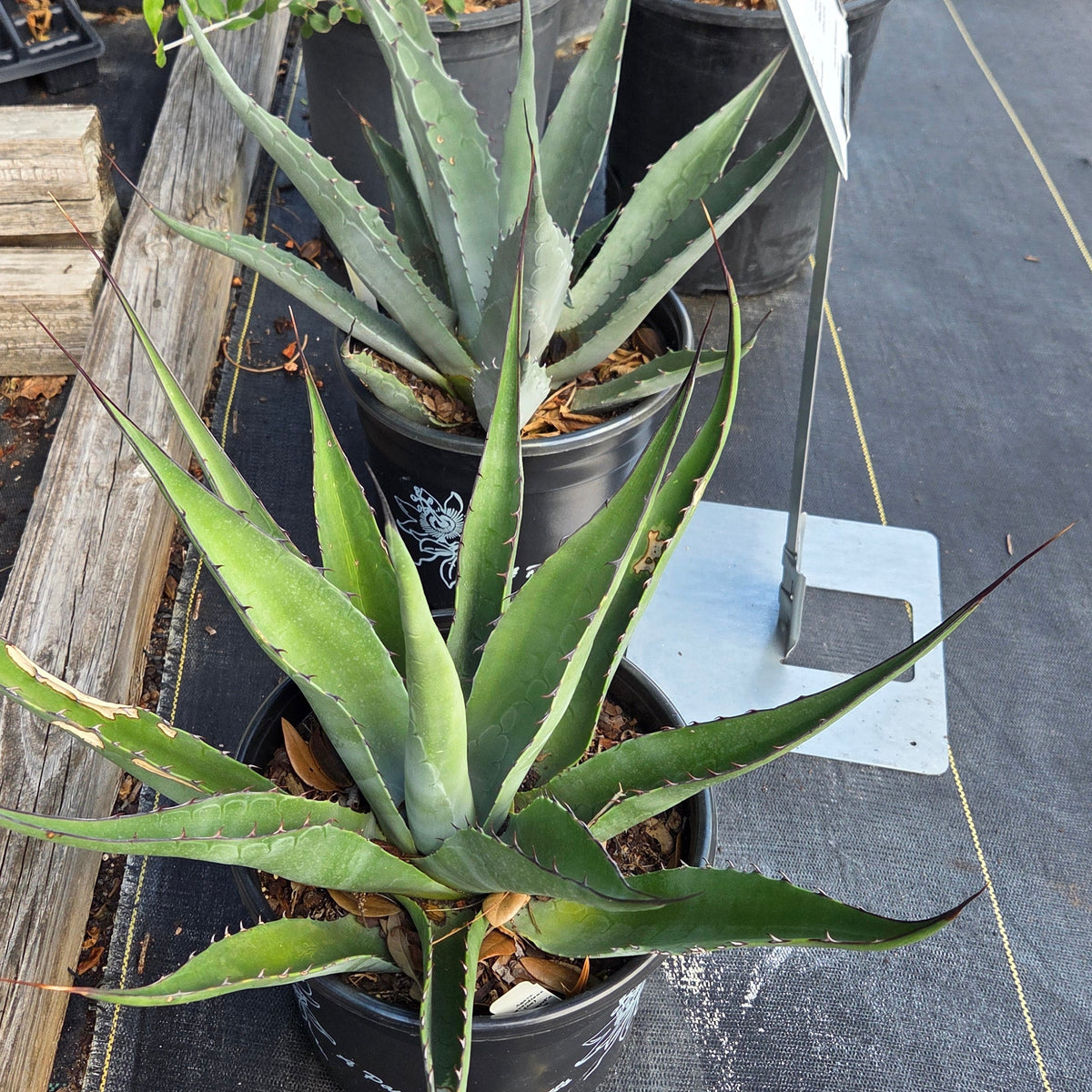 Agave havardiana Havard's Agave