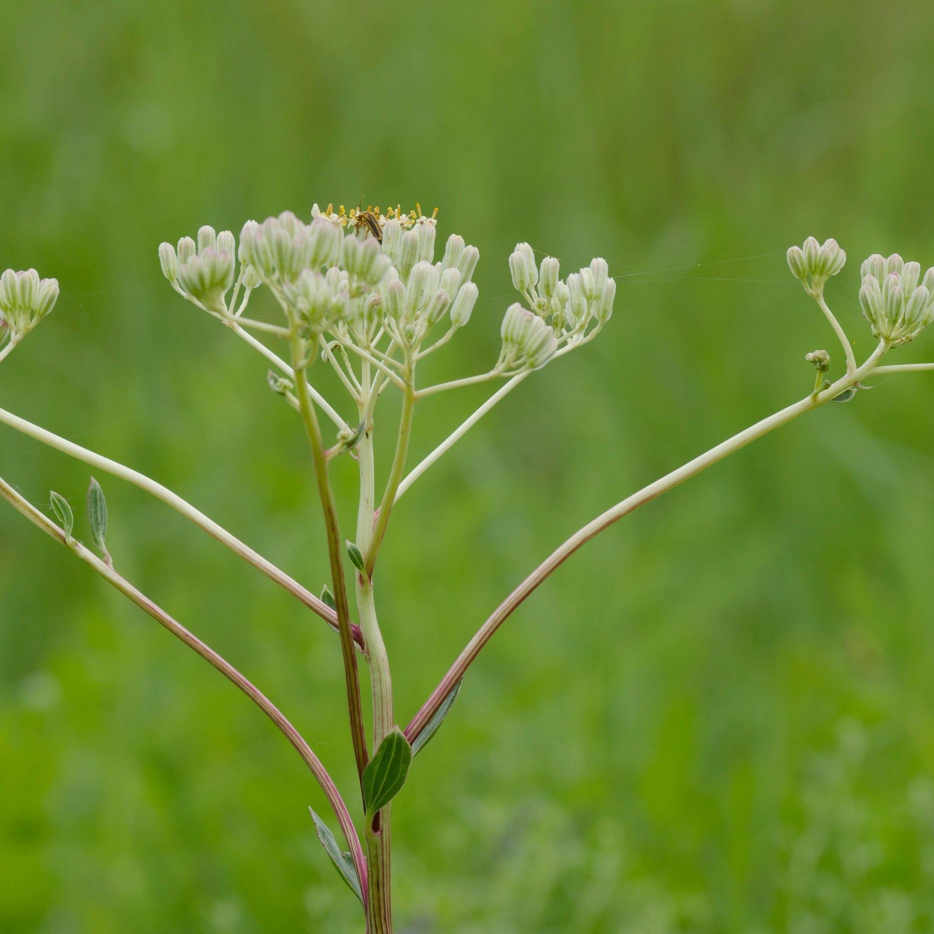 Arnoglossum plantagineum (Prairie Plantain)