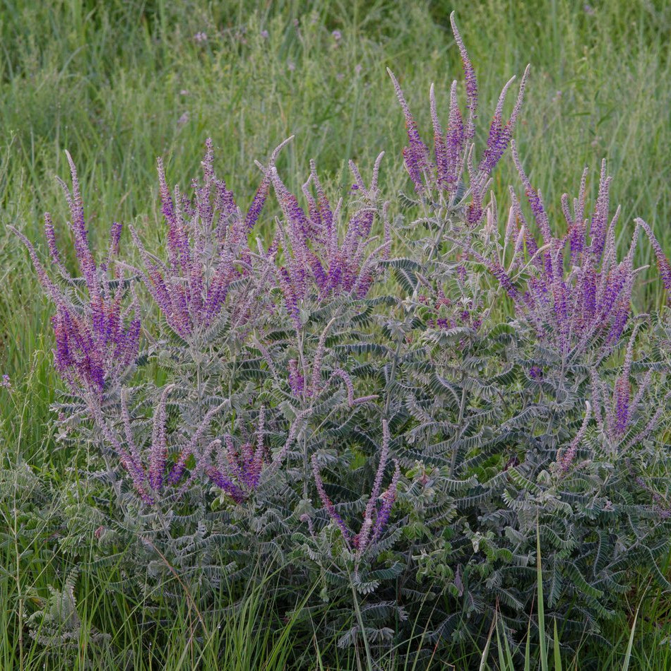 Amorpha canescens (Leadplant)