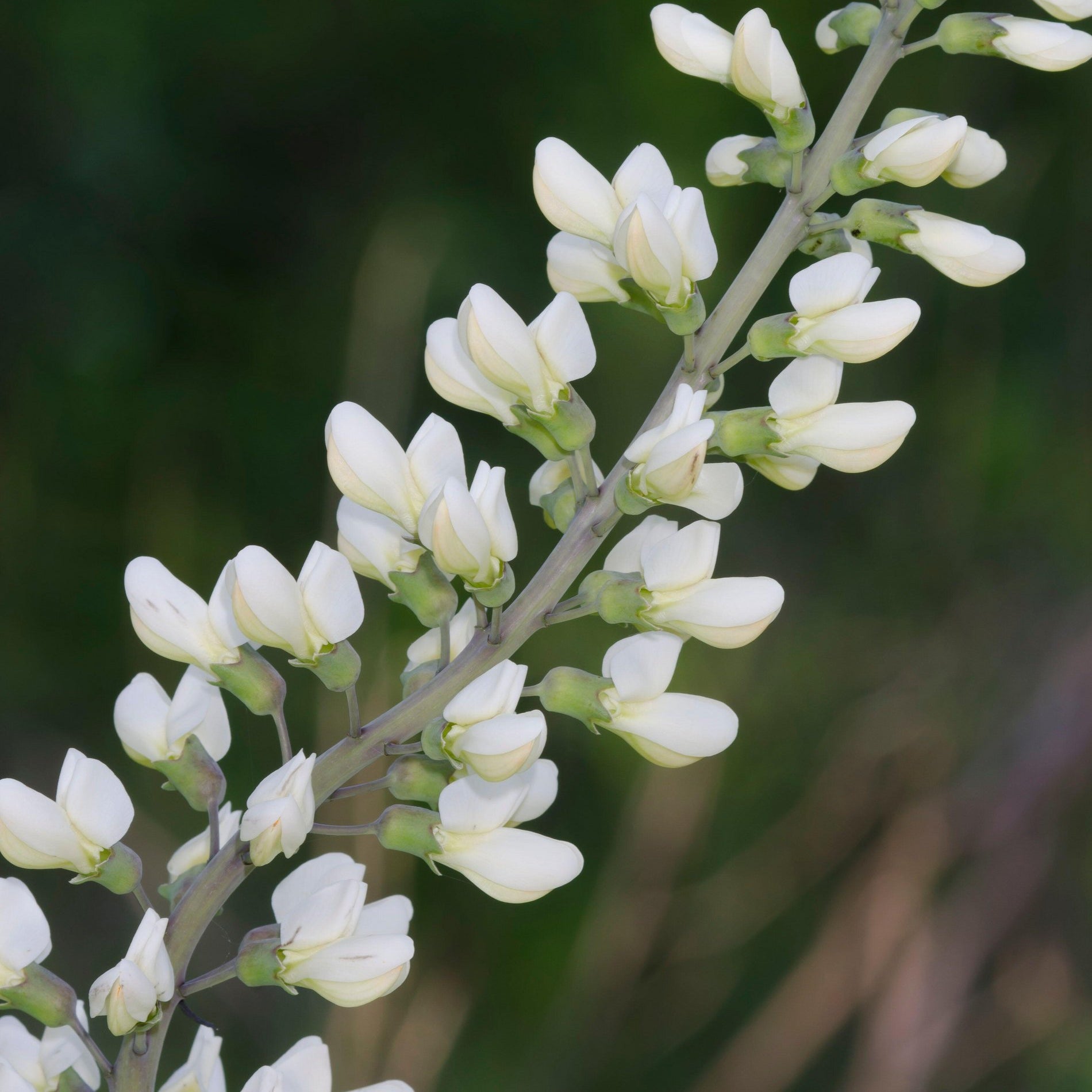 Baptisia alba (White Wild Indigo)
