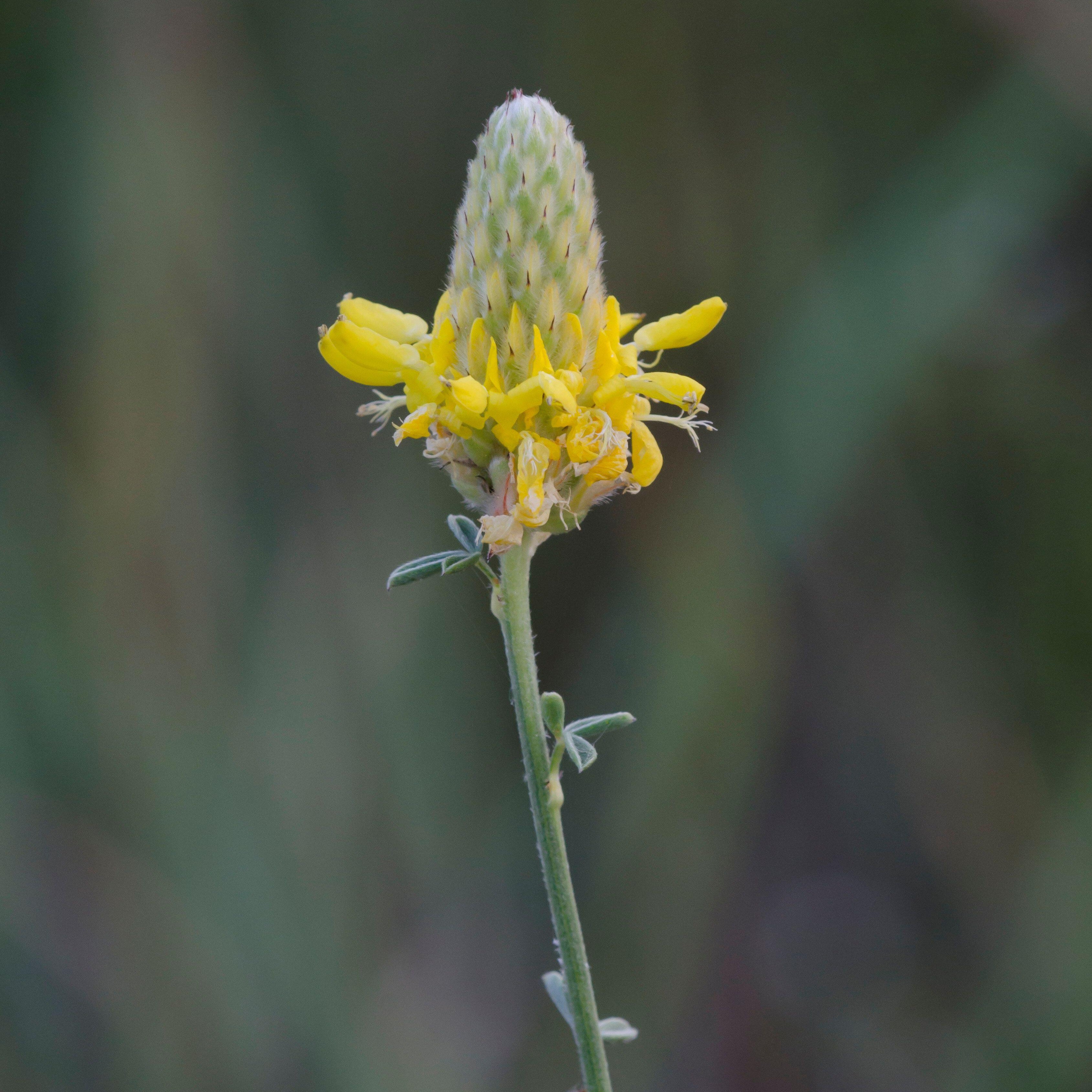Dalea aurea (Golden Dalea)