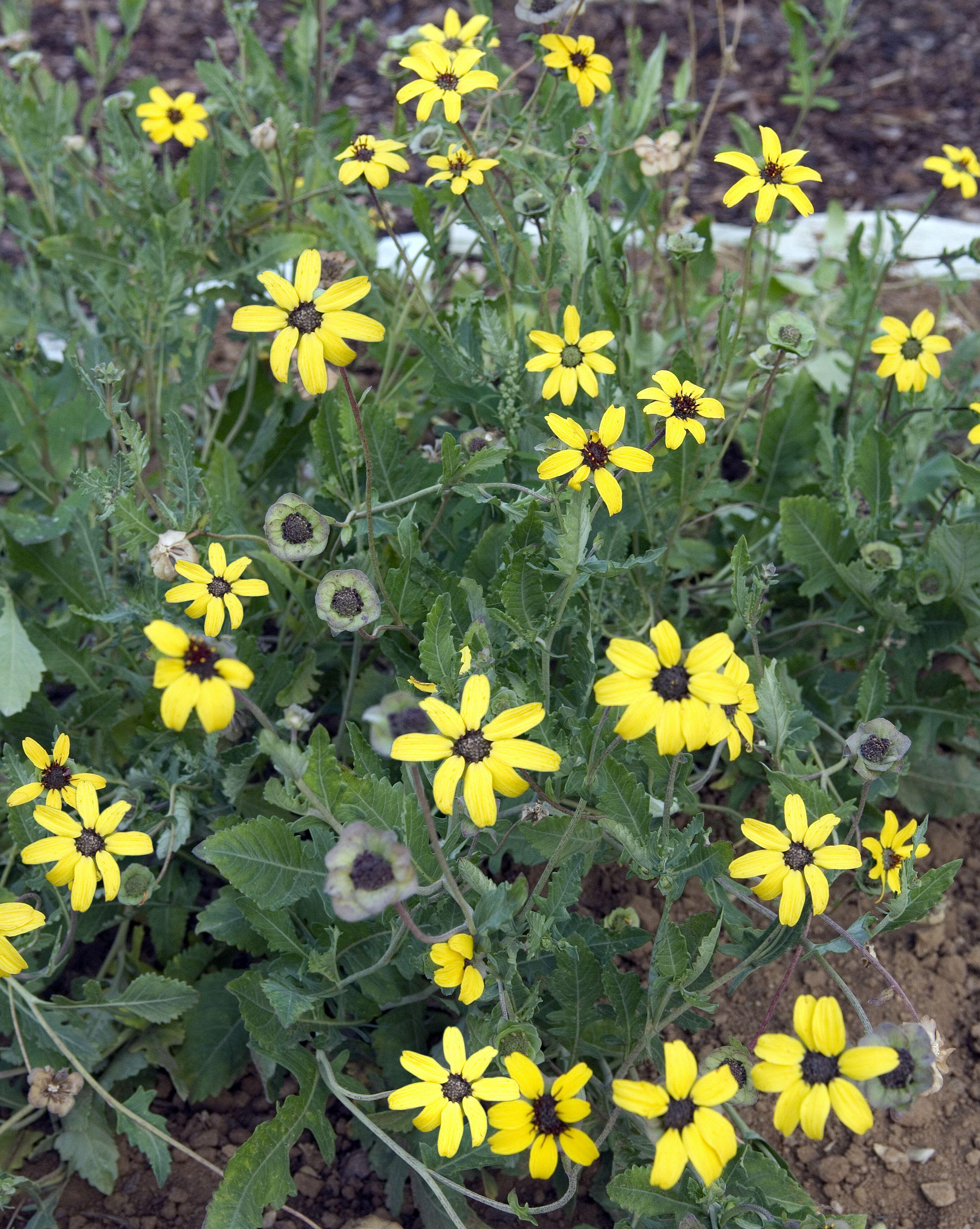 Berlandiera lyrata (Chocolate Daisy)