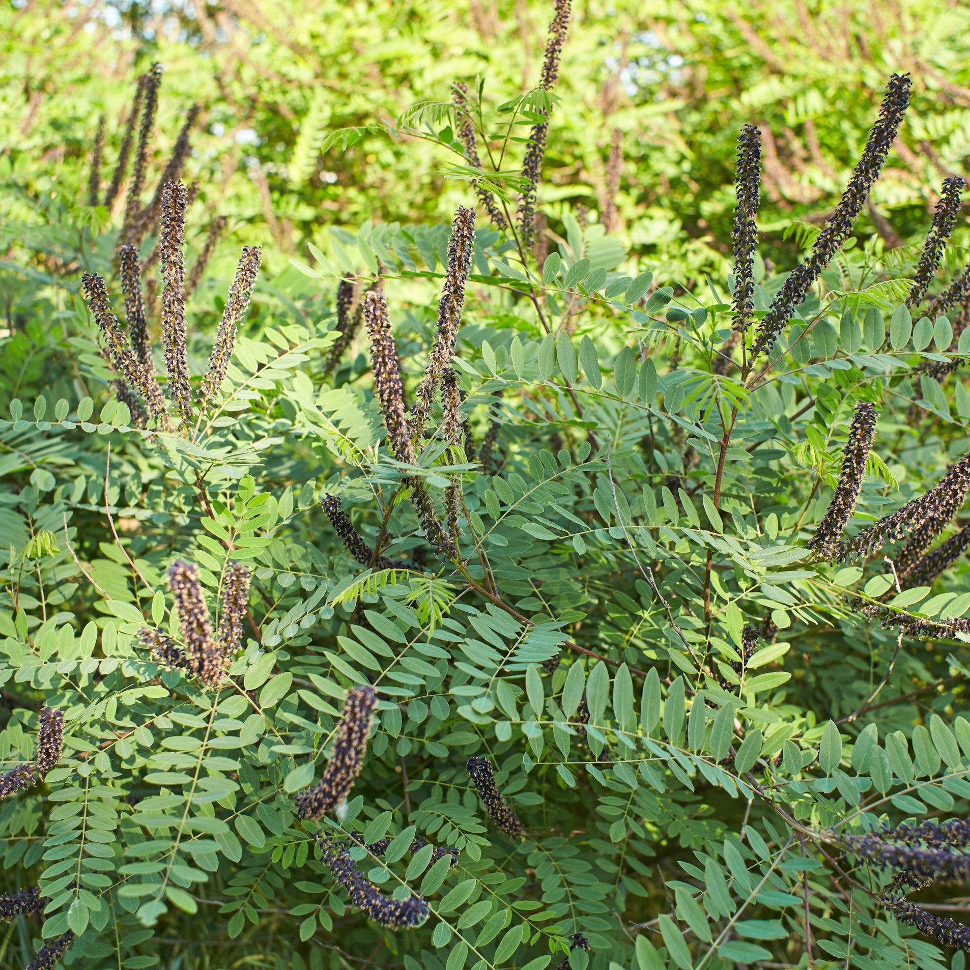 Amorpha fruticosa (False Indigo Bush)