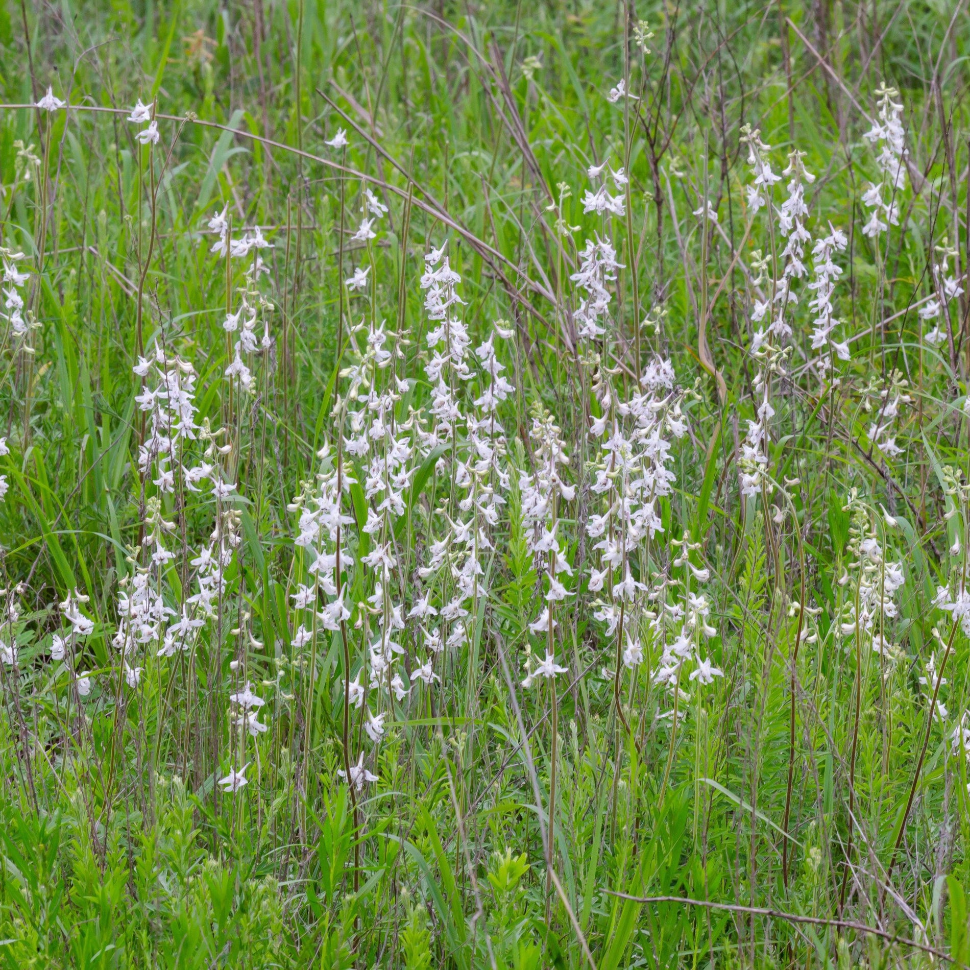 Delphinium carolinianum (Carolina Larkspur)
