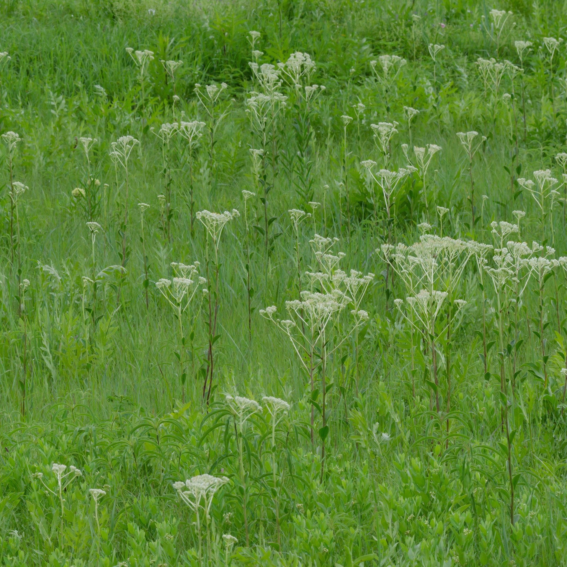 Arnoglossum plantagineum (Prairie Plantain)