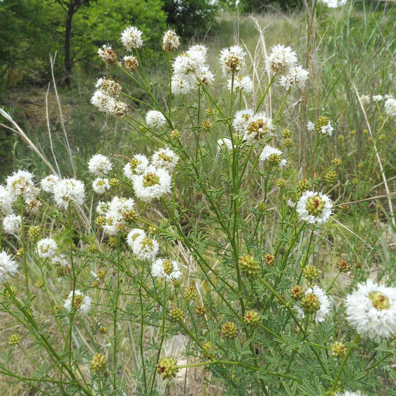 Dalea multiflora (White Prairie Clover)