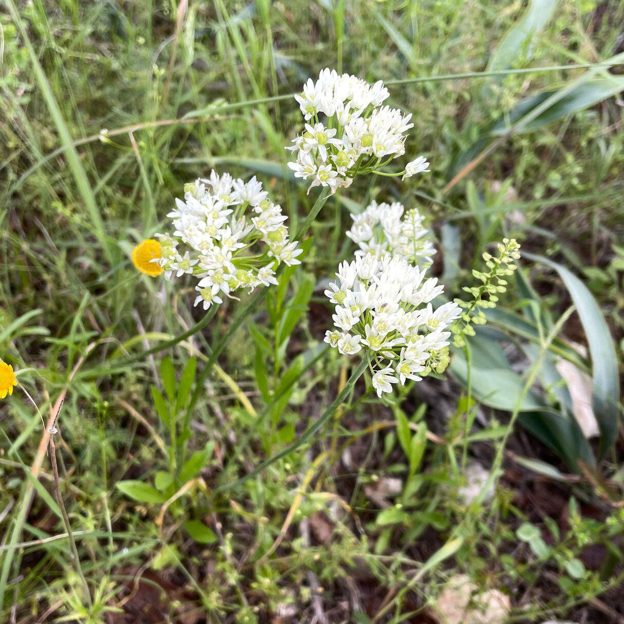 Allium fraseri (Wild Onion)