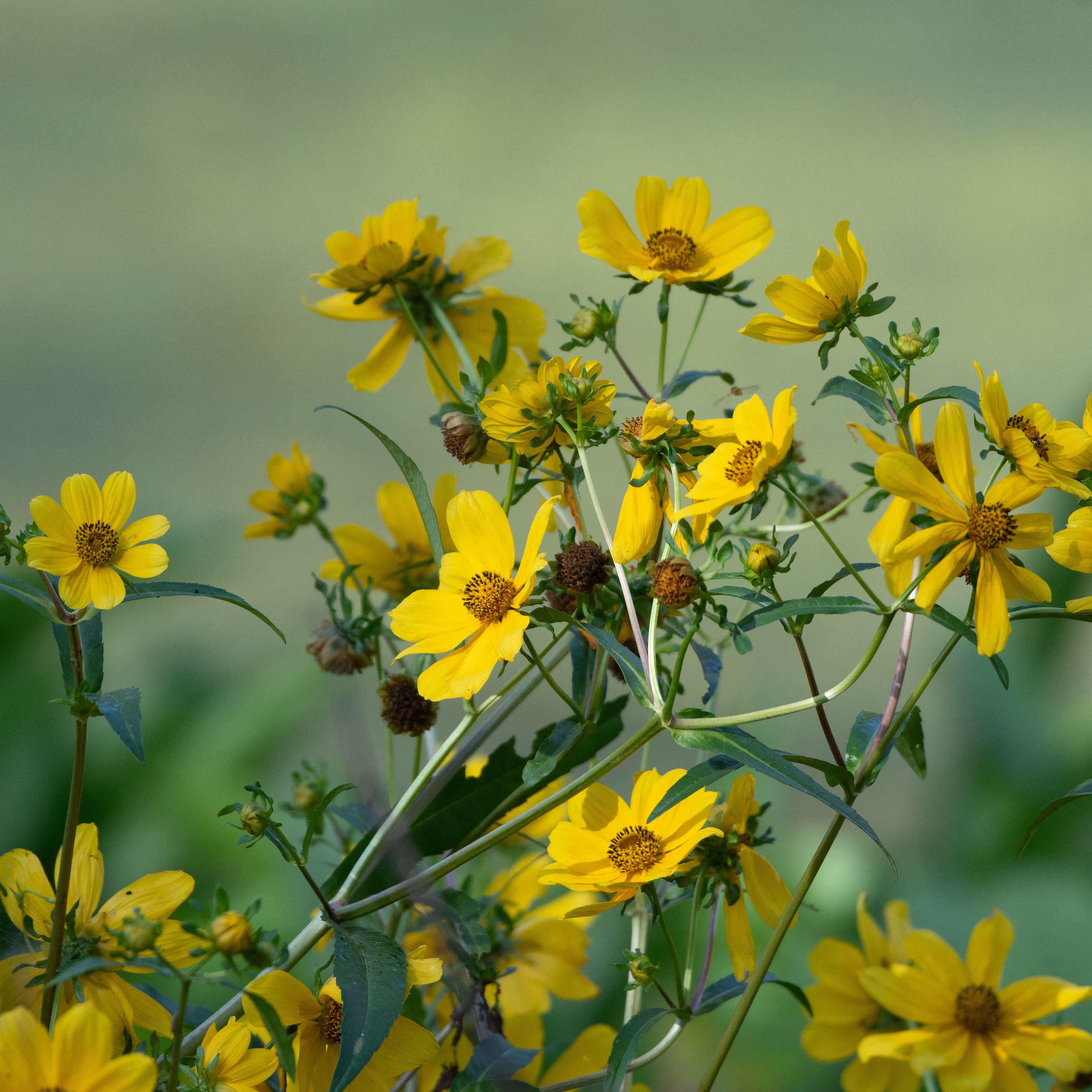 Bidens laevis (Smooth Beggartick)