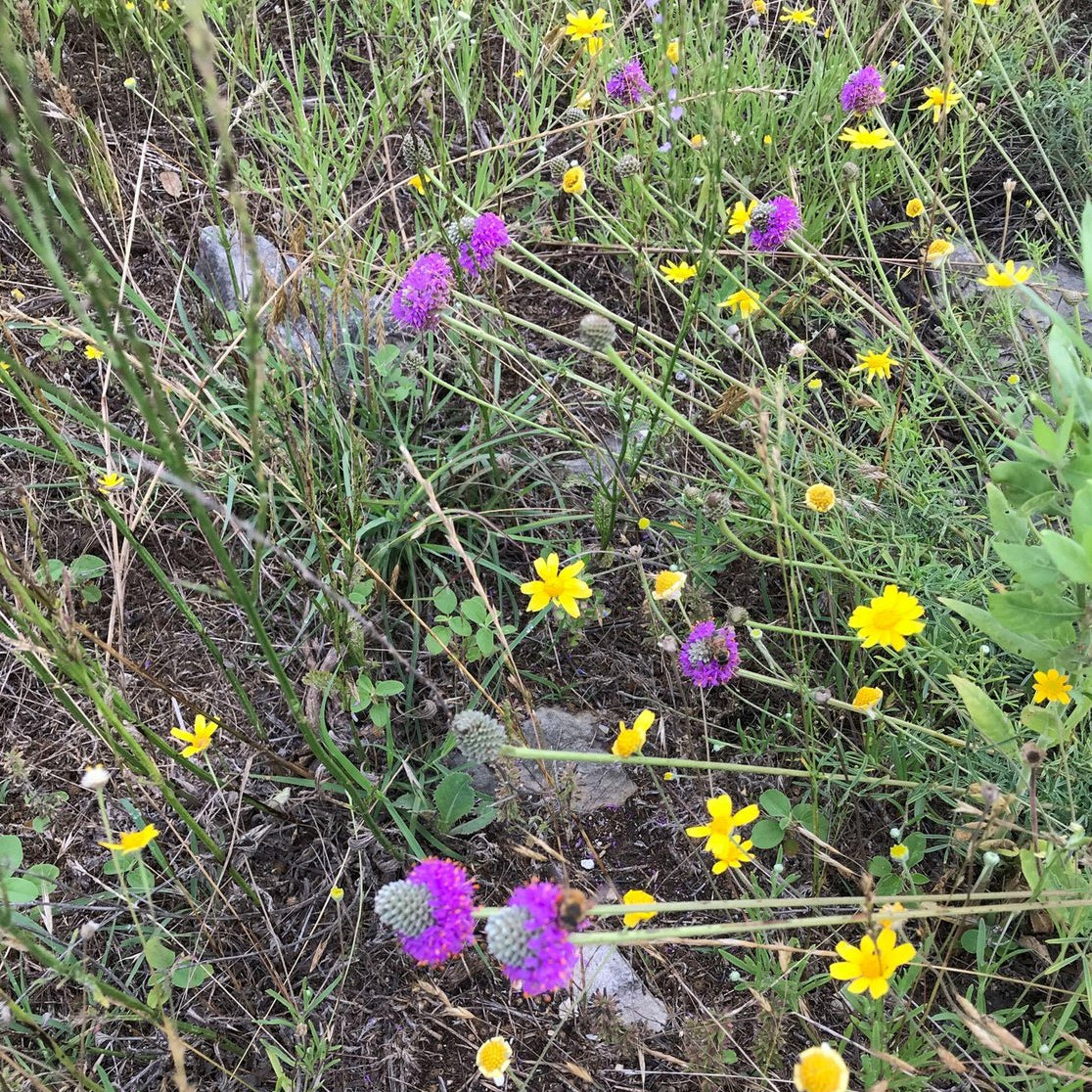 Dalea compacta (Compact Prairie Clover)