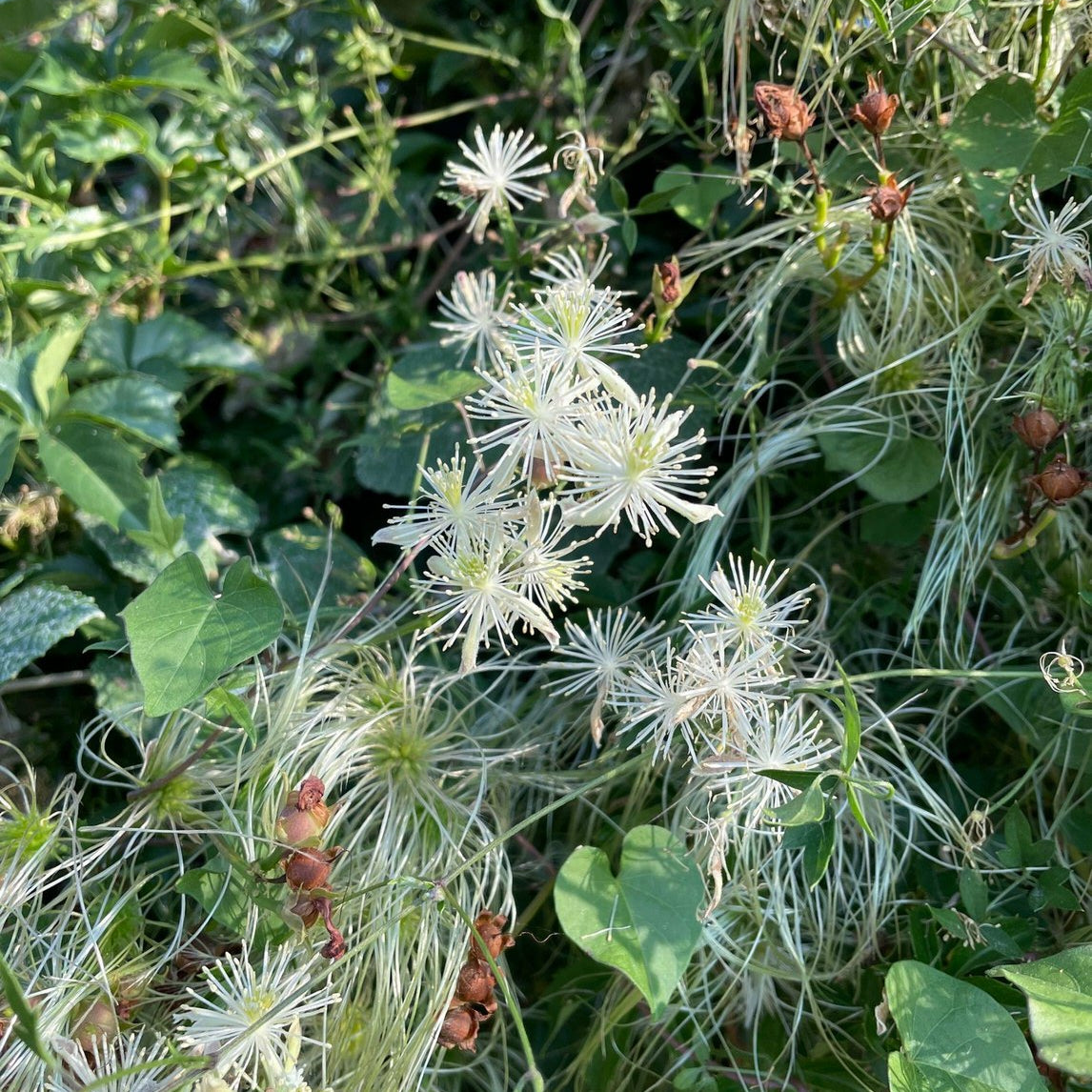 Clematis drummondii (Drummond's Clematis)