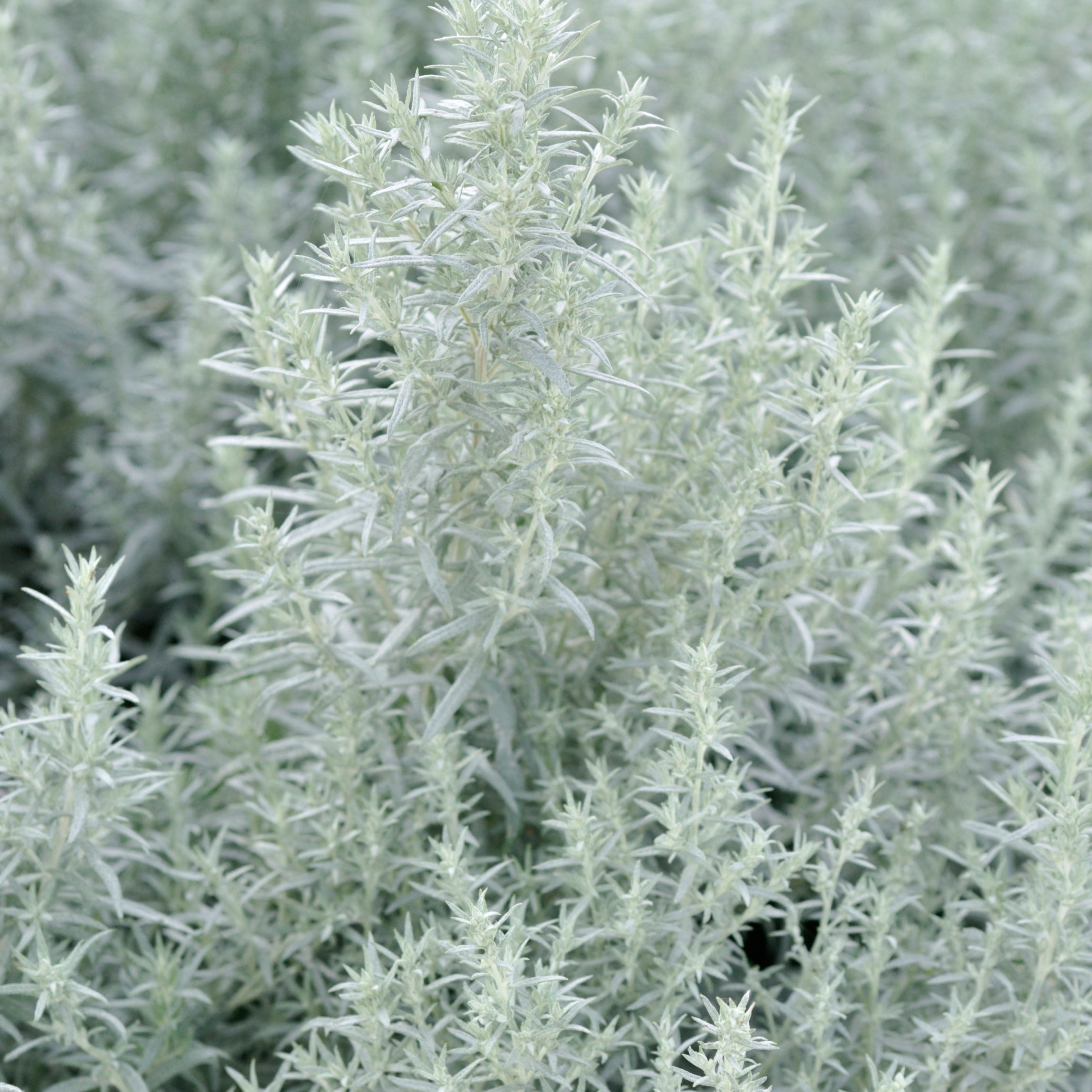 Artemisia ludoviciana (White Sagebrush)