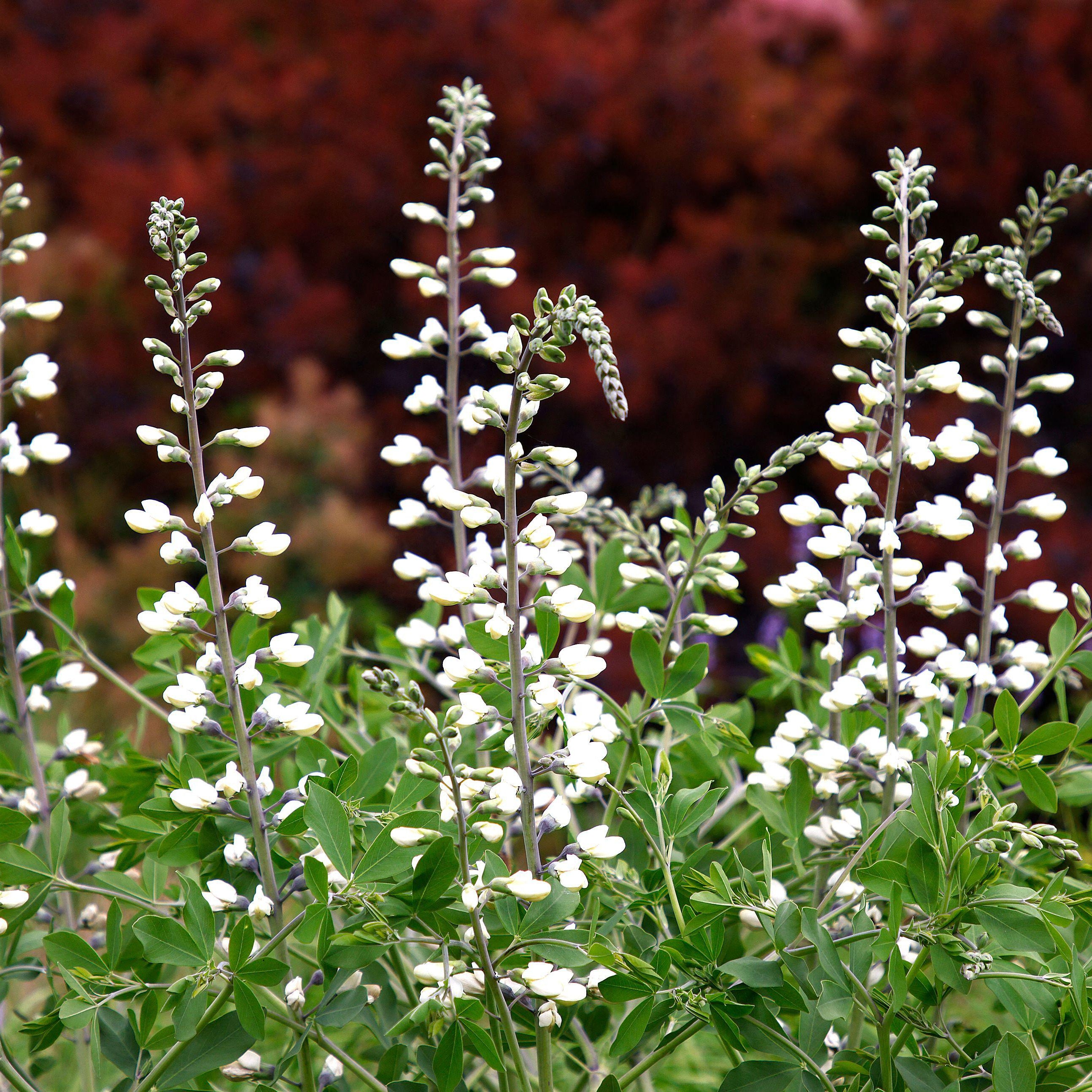 Baptisia alba (White Wild Indigo)