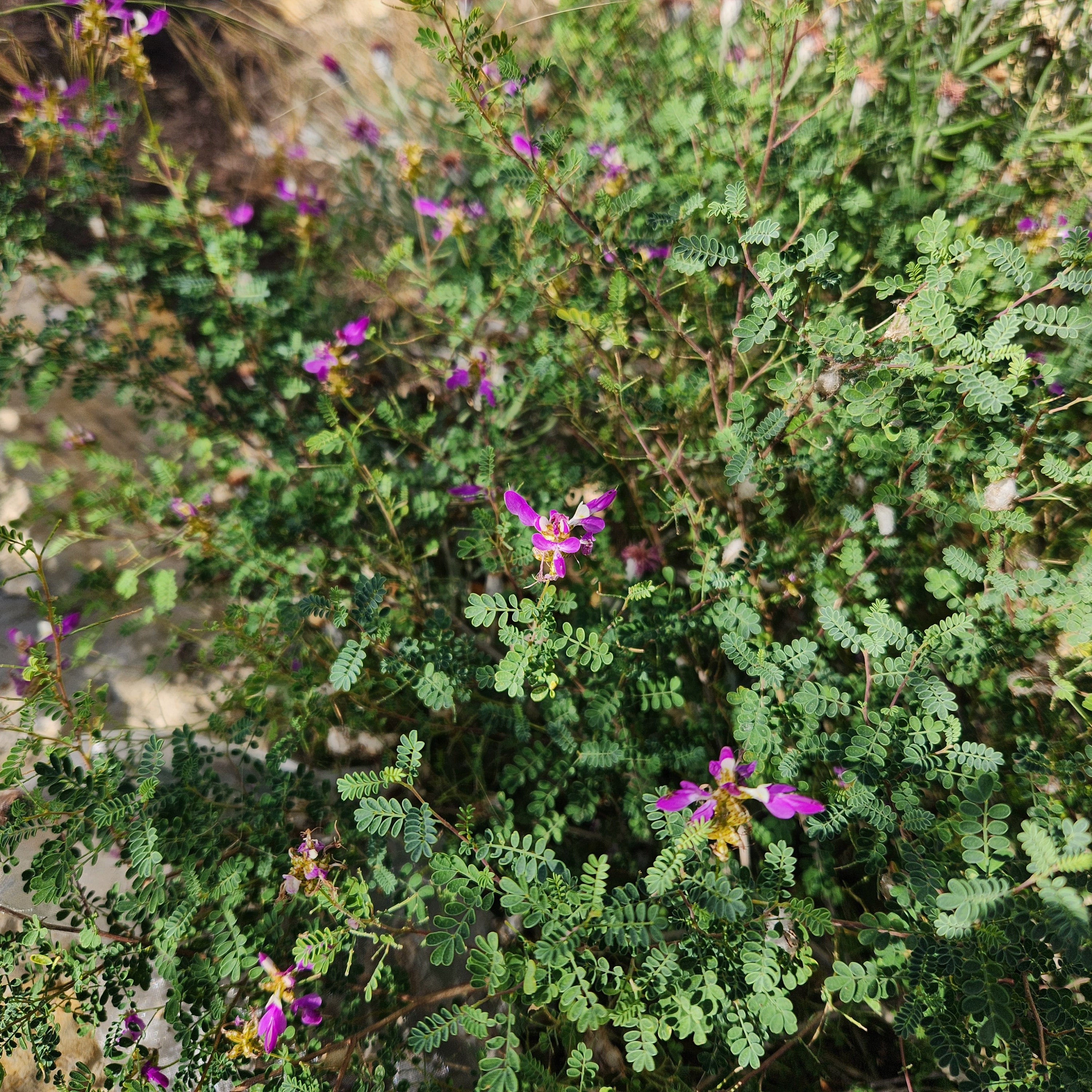 Dalea frutescens (Black Dalea)