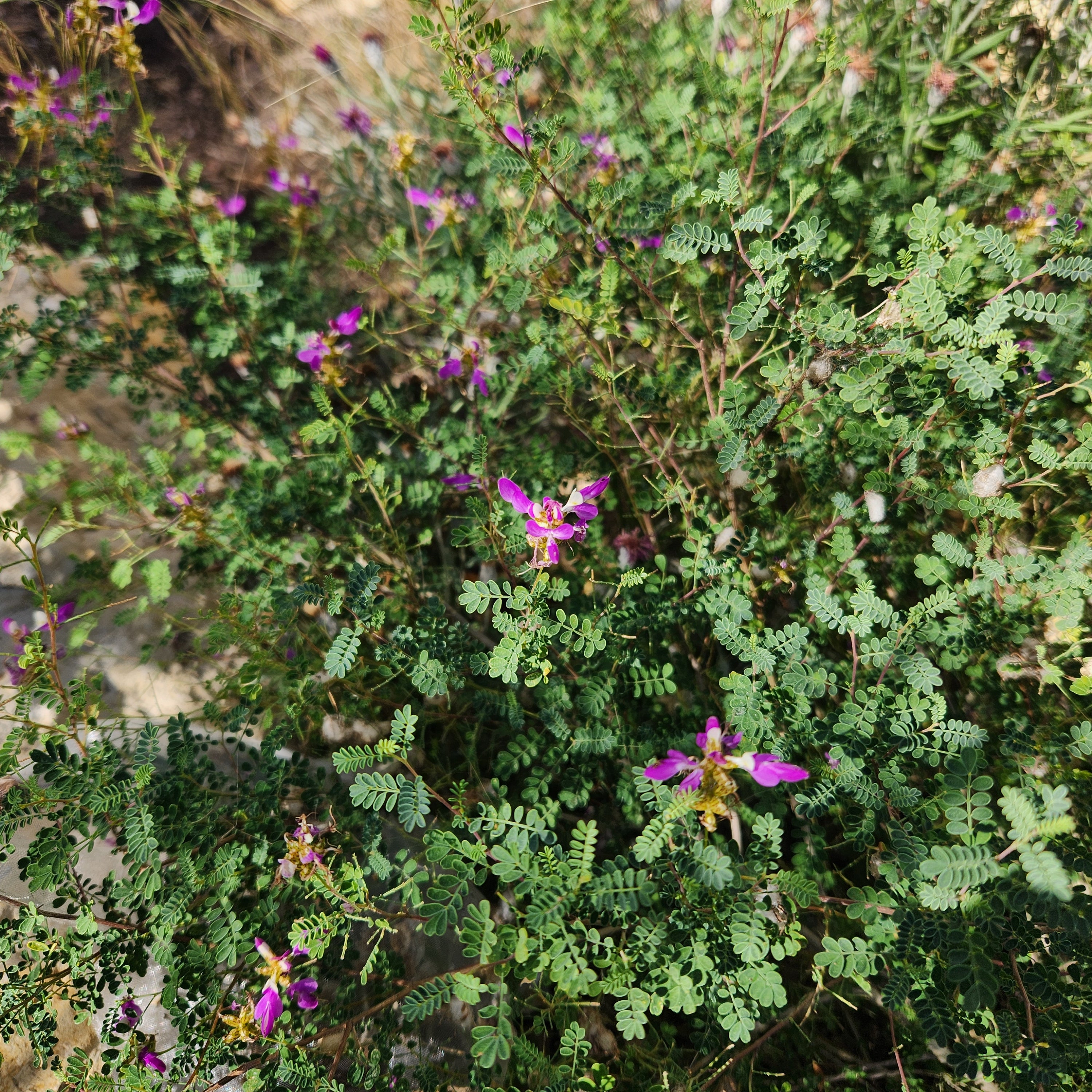 Dalea frutescens (Black Dalea)
