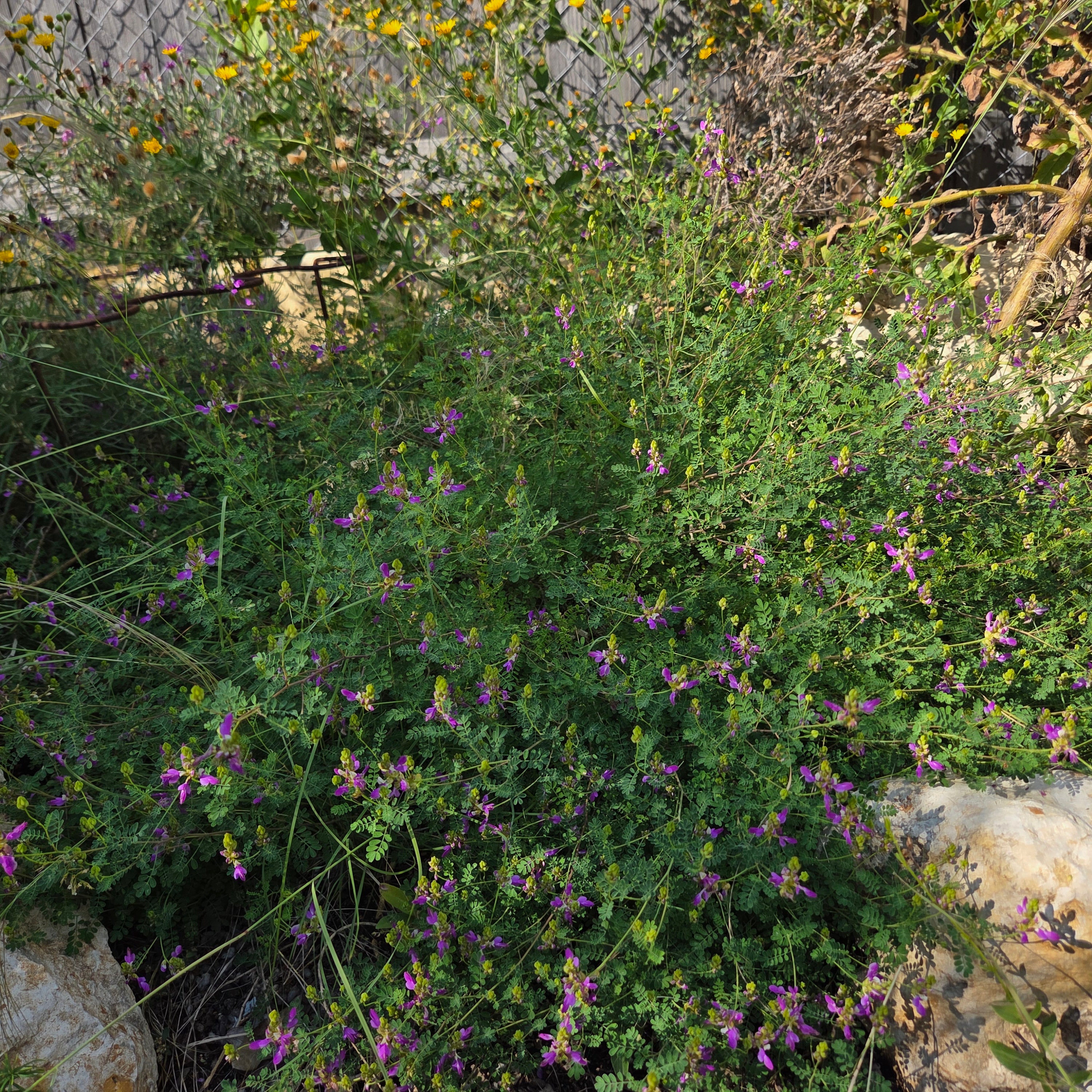 Dalea frutescens (Black Dalea)