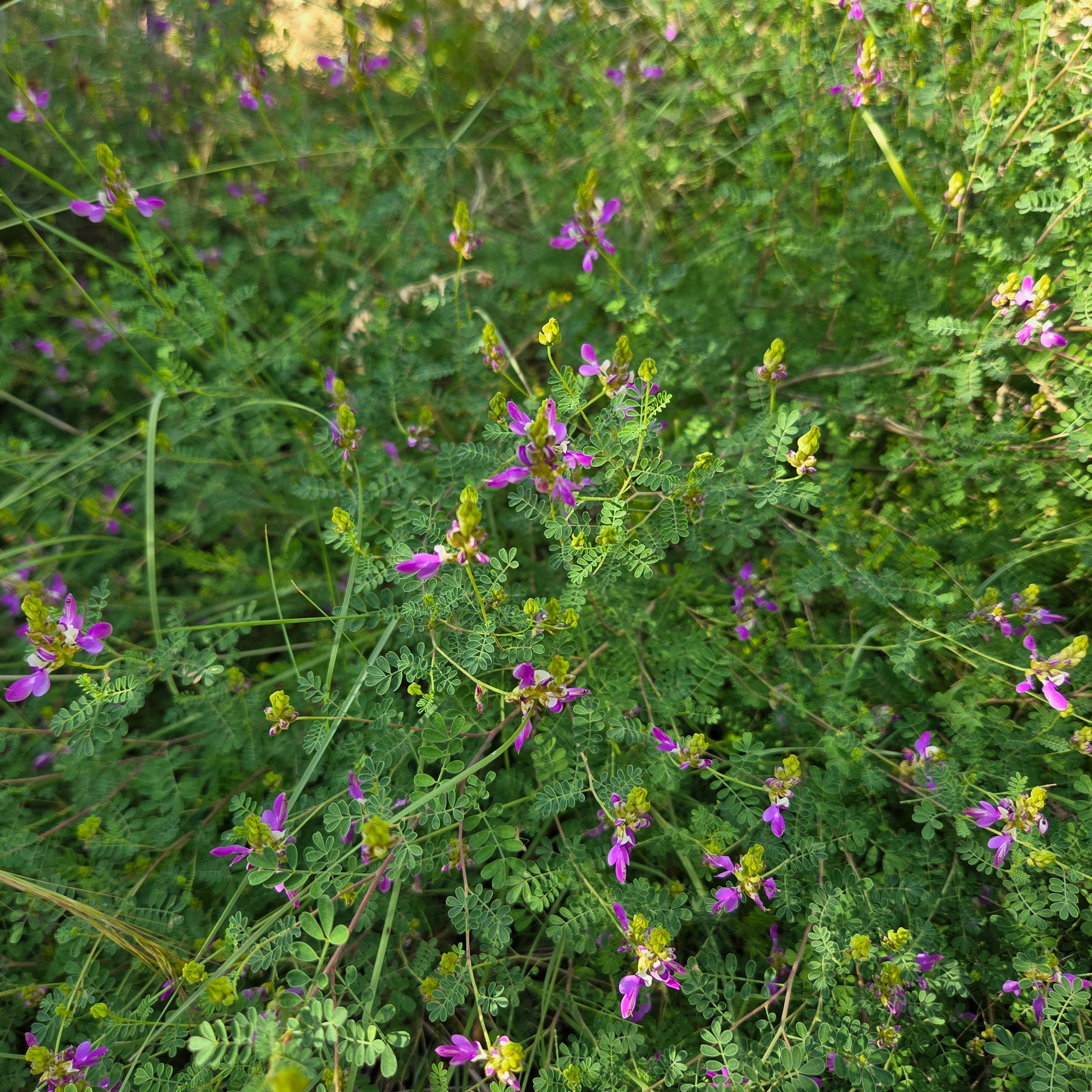 Dalea frutescens (Black Dalea)