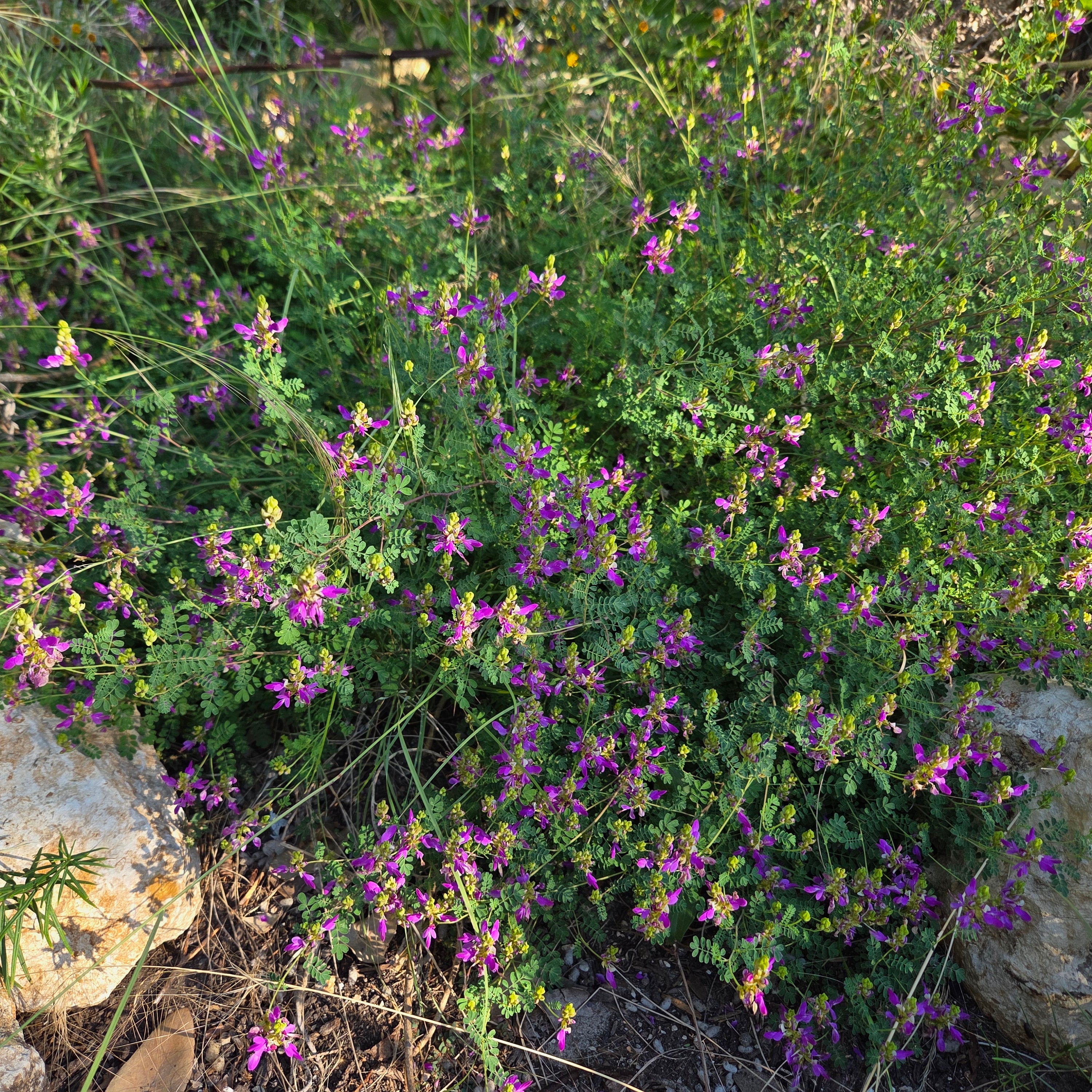 Dalea frutescens (Black Dalea)